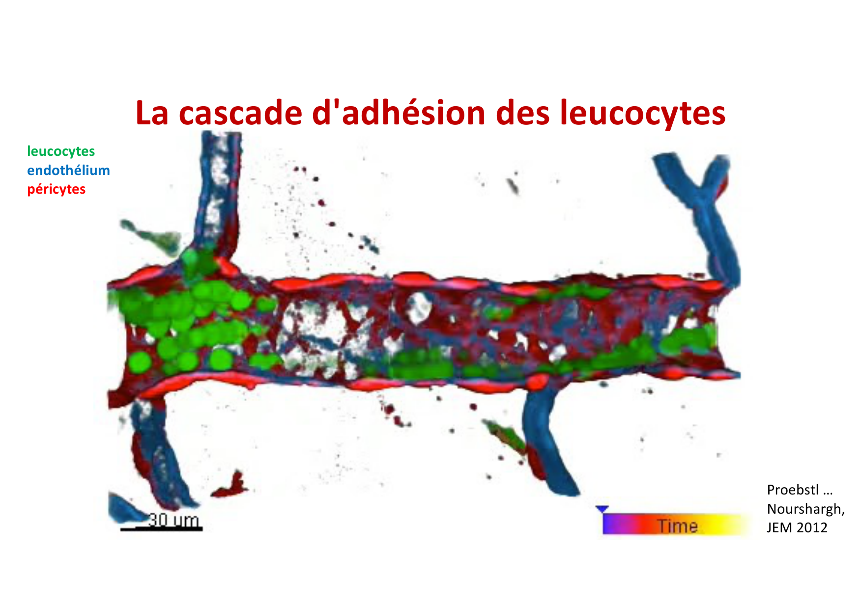 2026 Leukocyte extravasation Scheiermann page 7