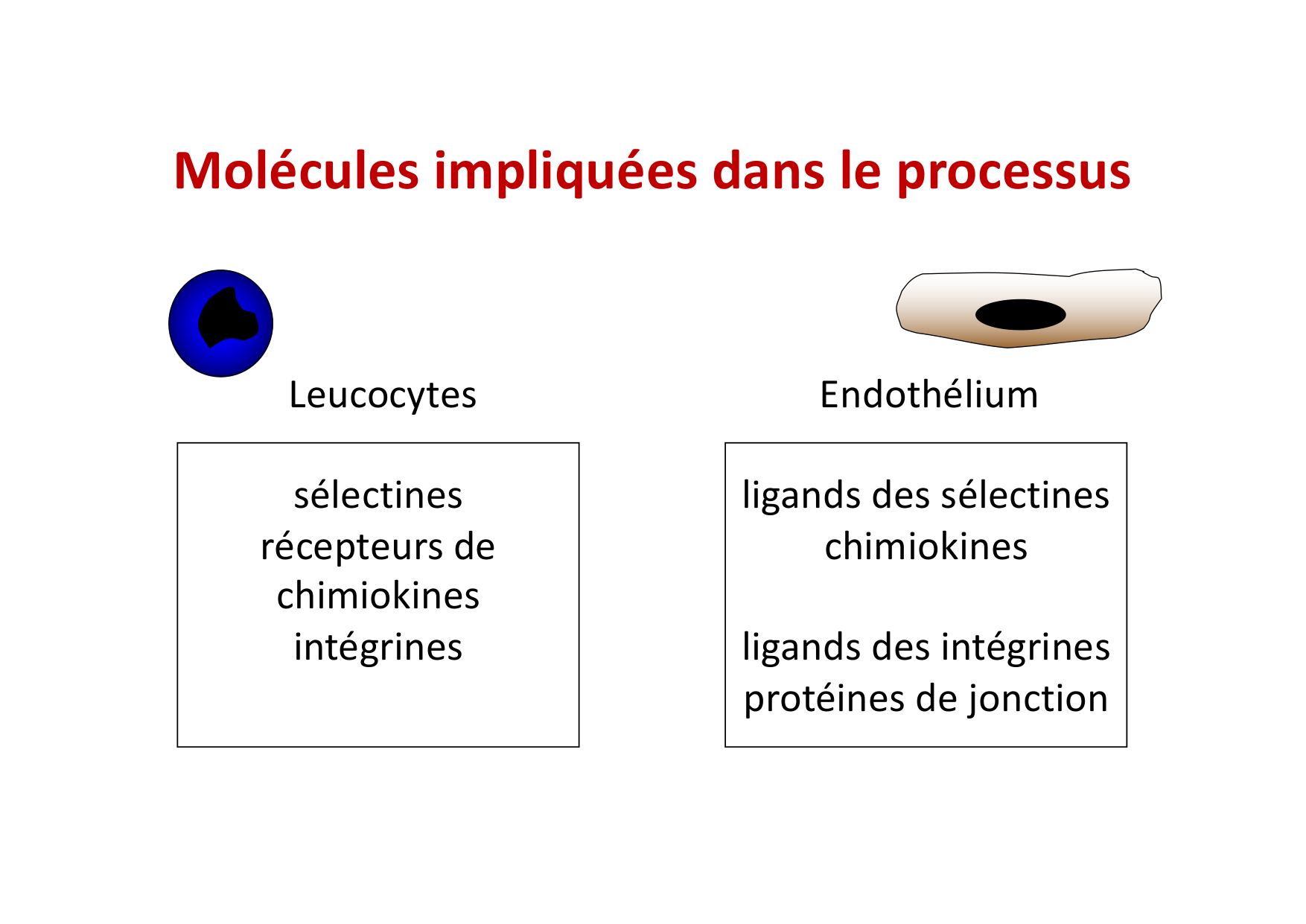 2026 Leukocyte extravasation Scheiermann page 8