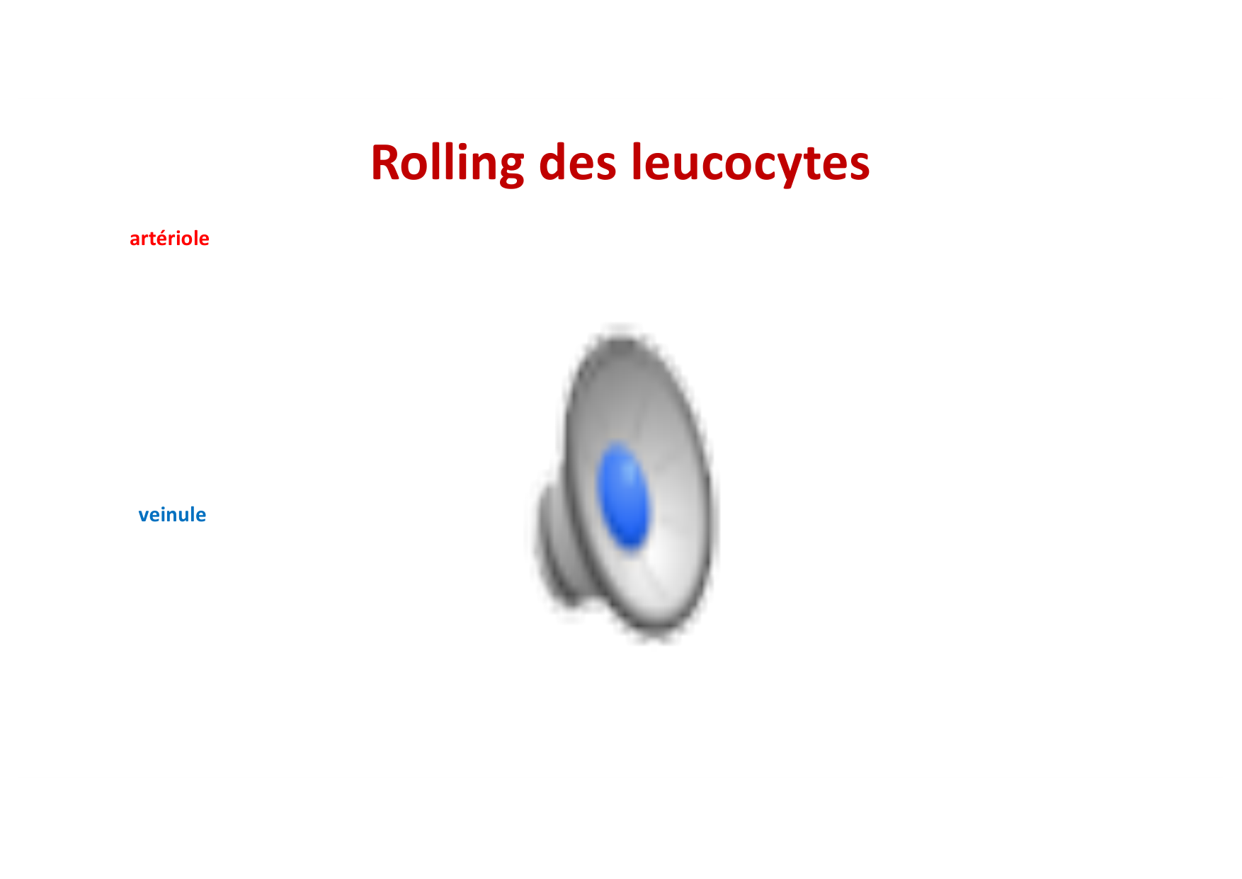 2026 Leukocyte extravasation Scheiermann page 9