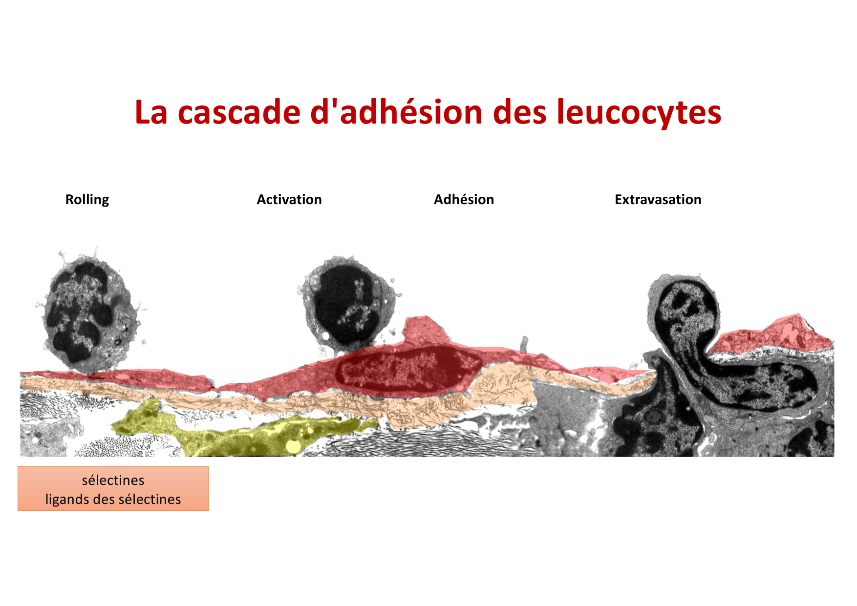 2026 Leukocyte extravasation Scheiermann page 11