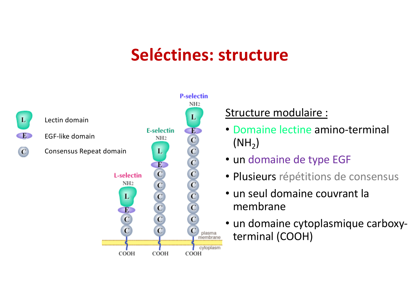 2026 Leukocyte extravasation Scheiermann page 13