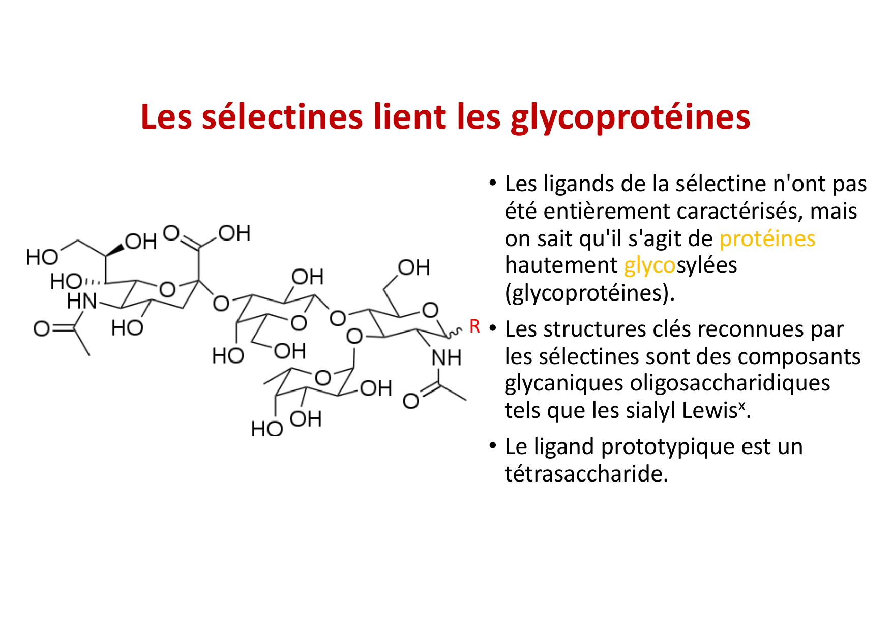2026 Leukocyte extravasation Scheiermann page 14
