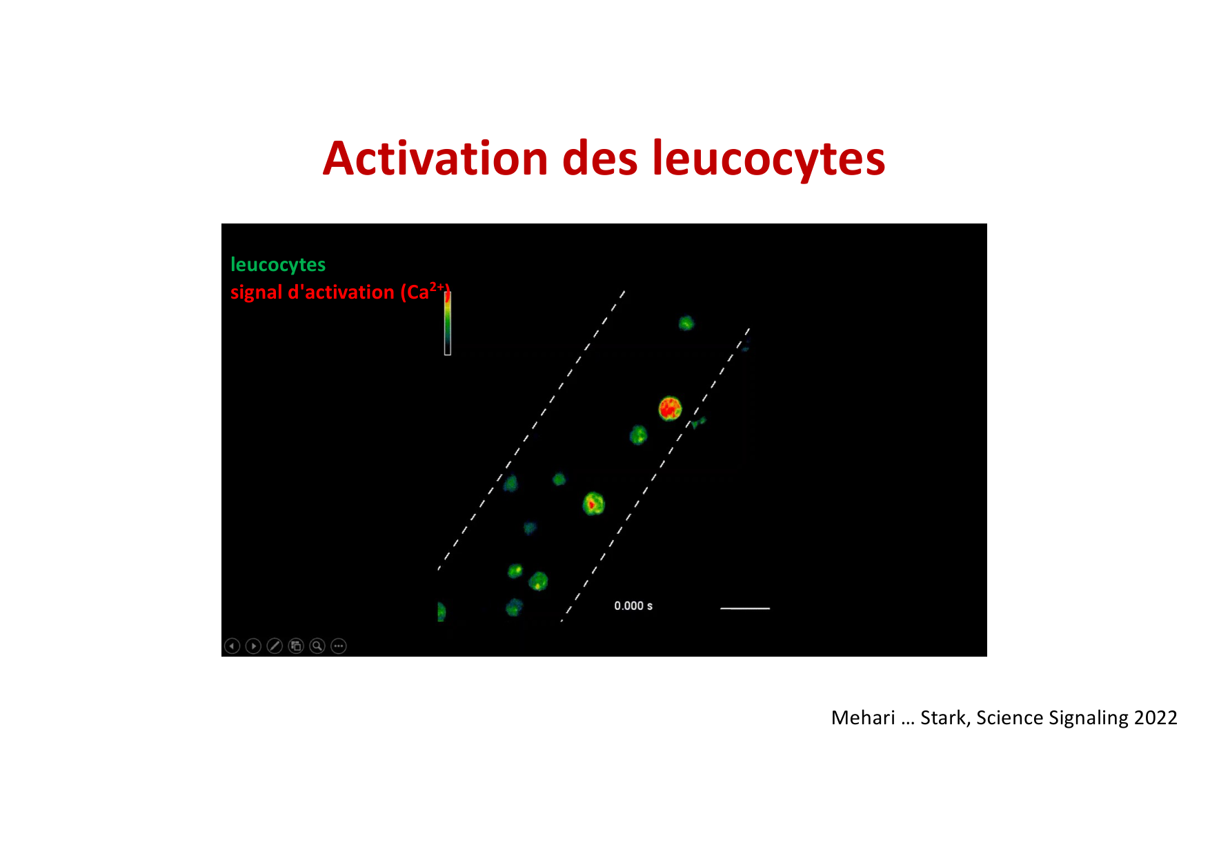 2026 Leukocyte extravasation Scheiermann page 18