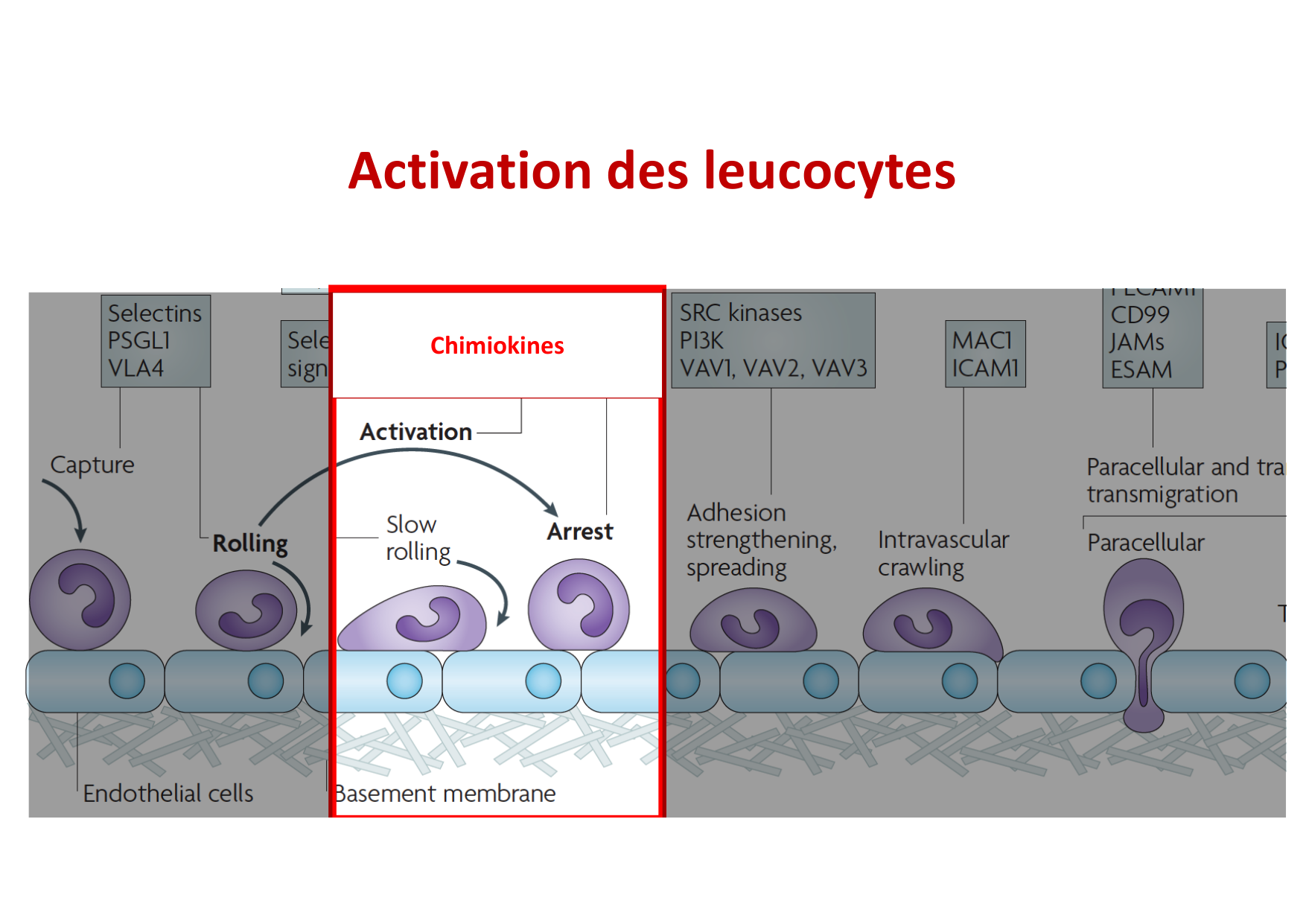 2026 Leukocyte extravasation Scheiermann page 19