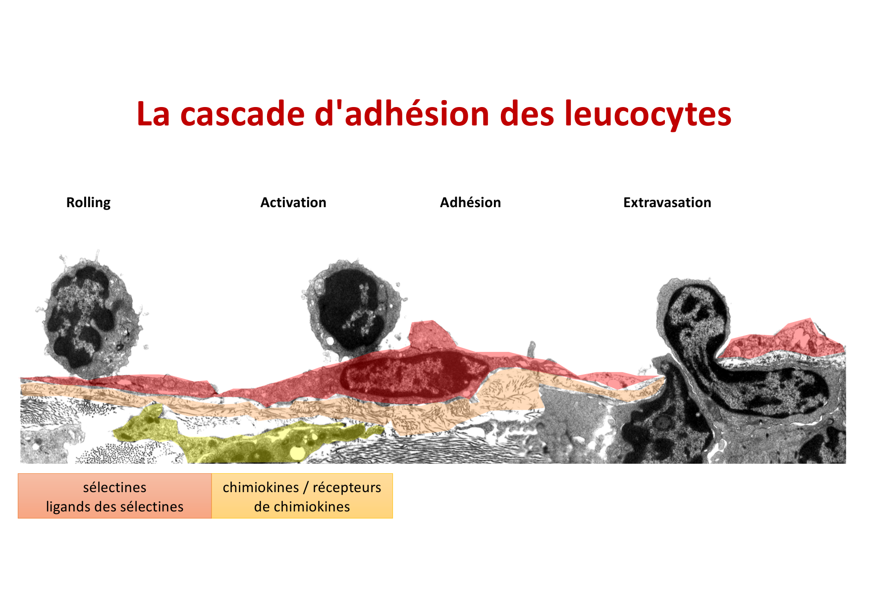 2026 Leukocyte extravasation Scheiermann page 20