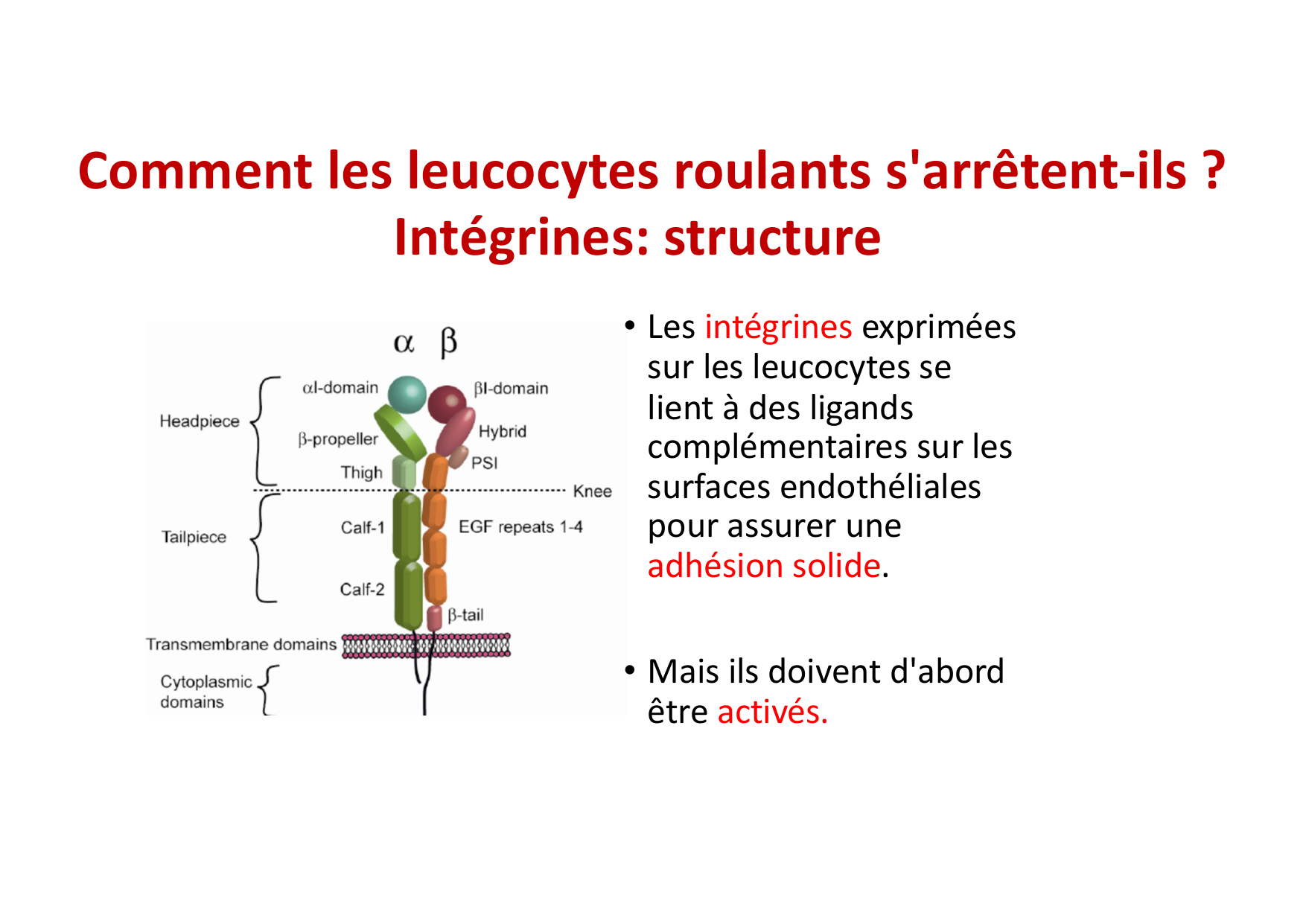2026 Leukocyte extravasation Scheiermann page 21