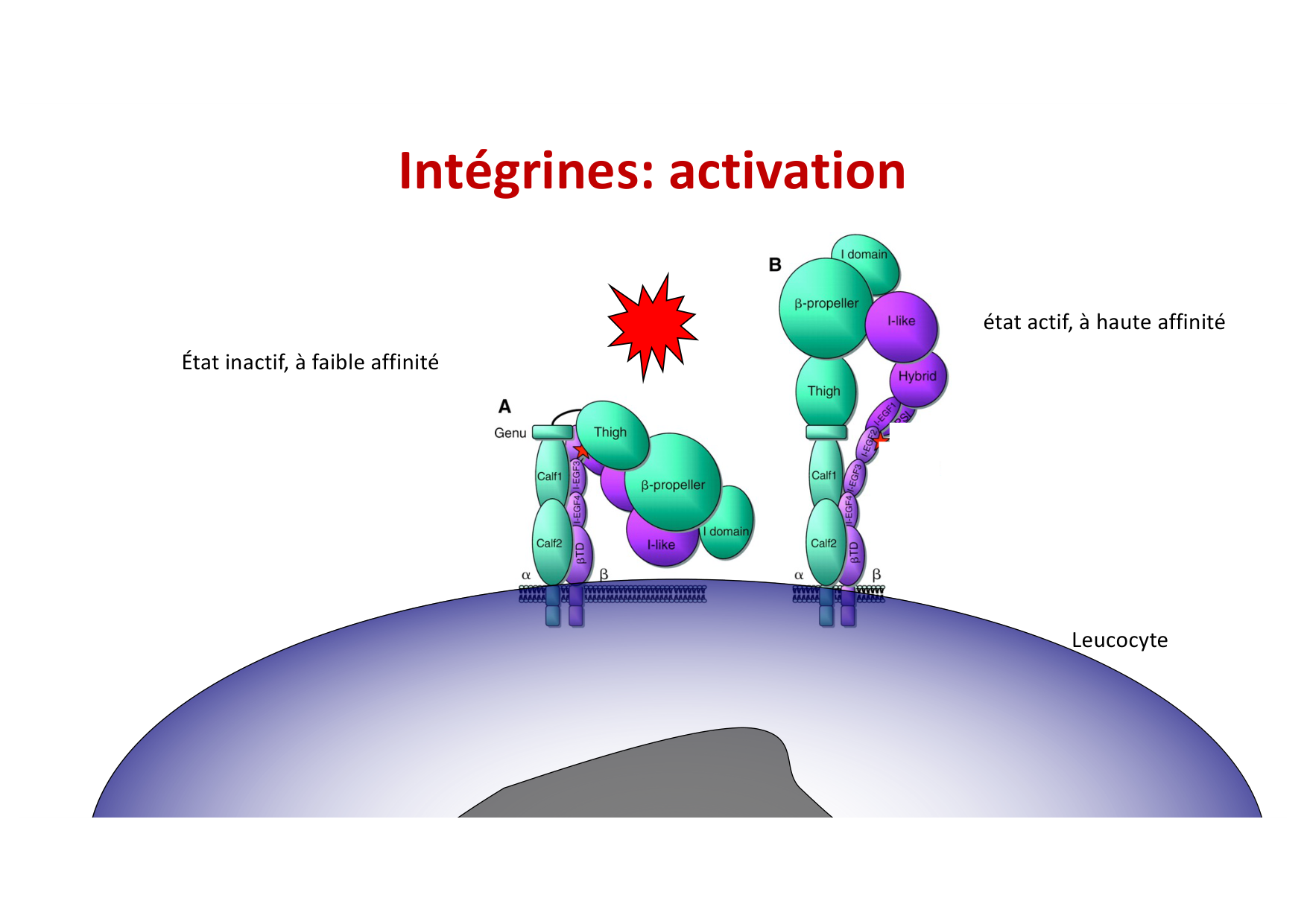 2026 Leukocyte extravasation Scheiermann page 22