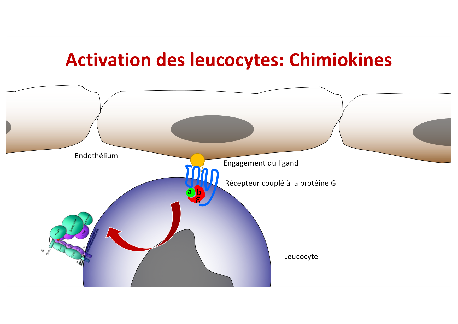 2026 Leukocyte extravasation Scheiermann page 23