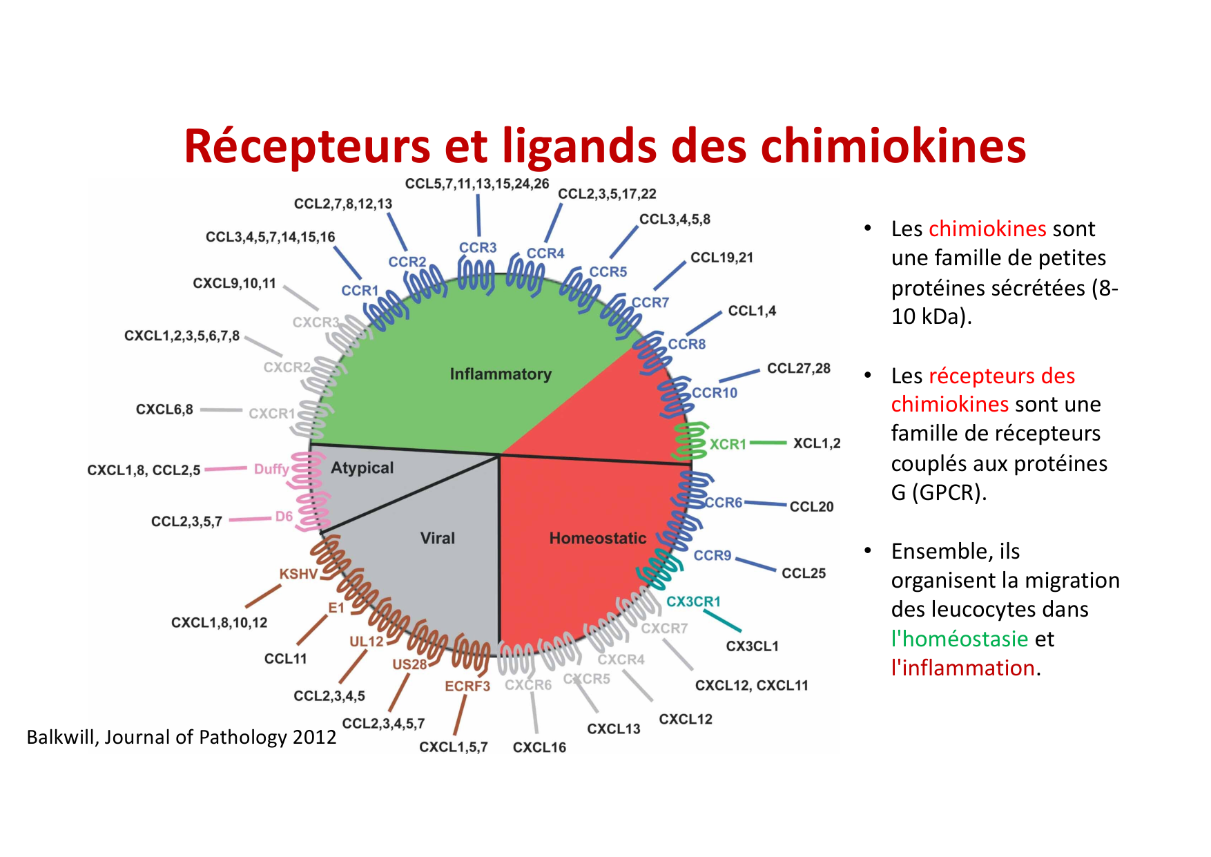 2026 Leukocyte extravasation Scheiermann page 24