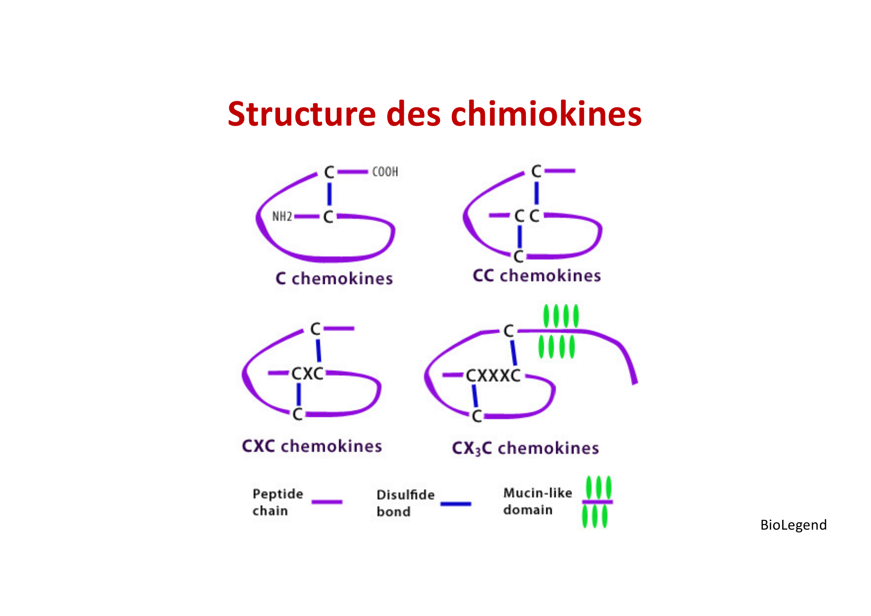 2026 Leukocyte extravasation Scheiermann page 25