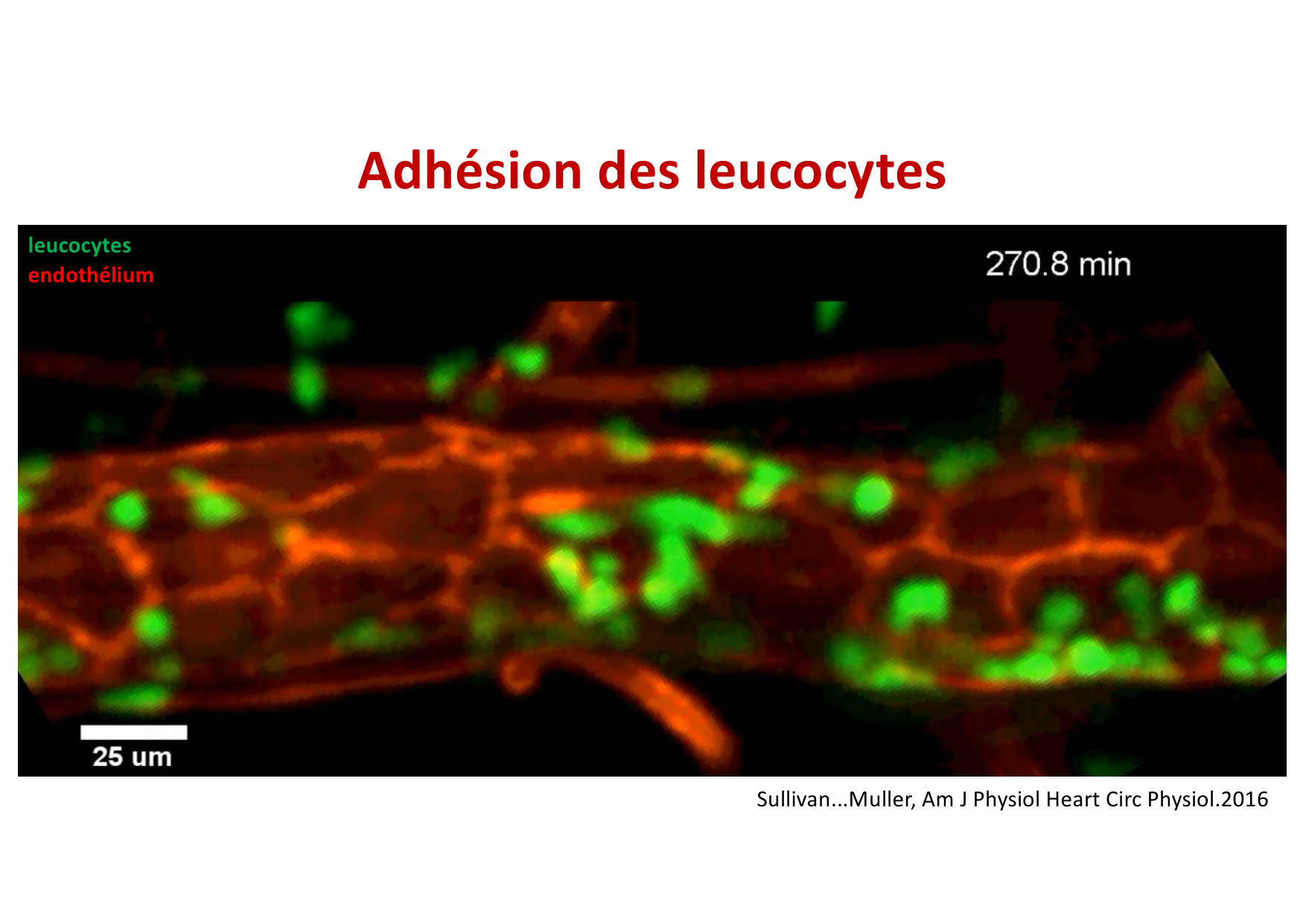 2026 Leukocyte extravasation Scheiermann page 26