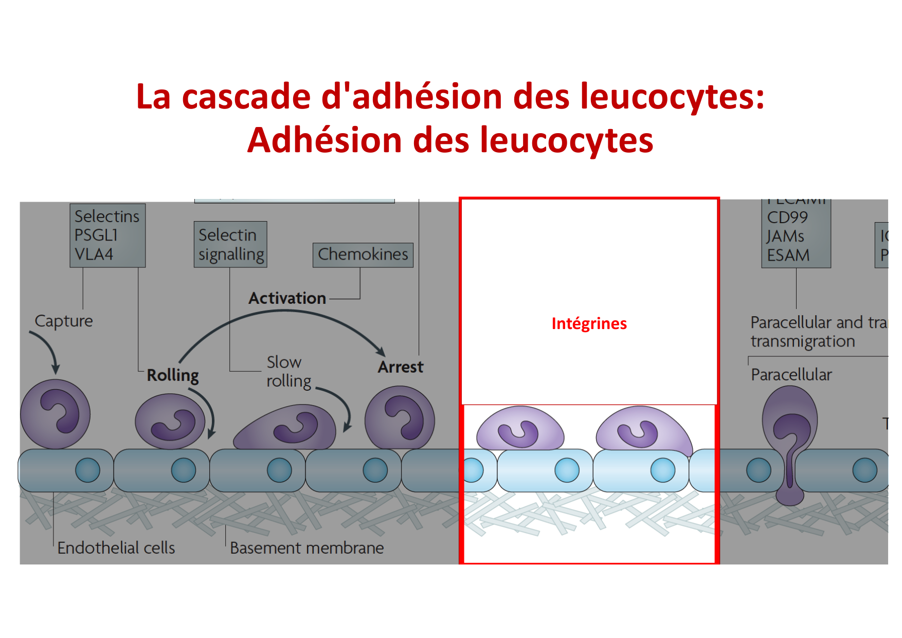 2026 Leukocyte extravasation Scheiermann page 27