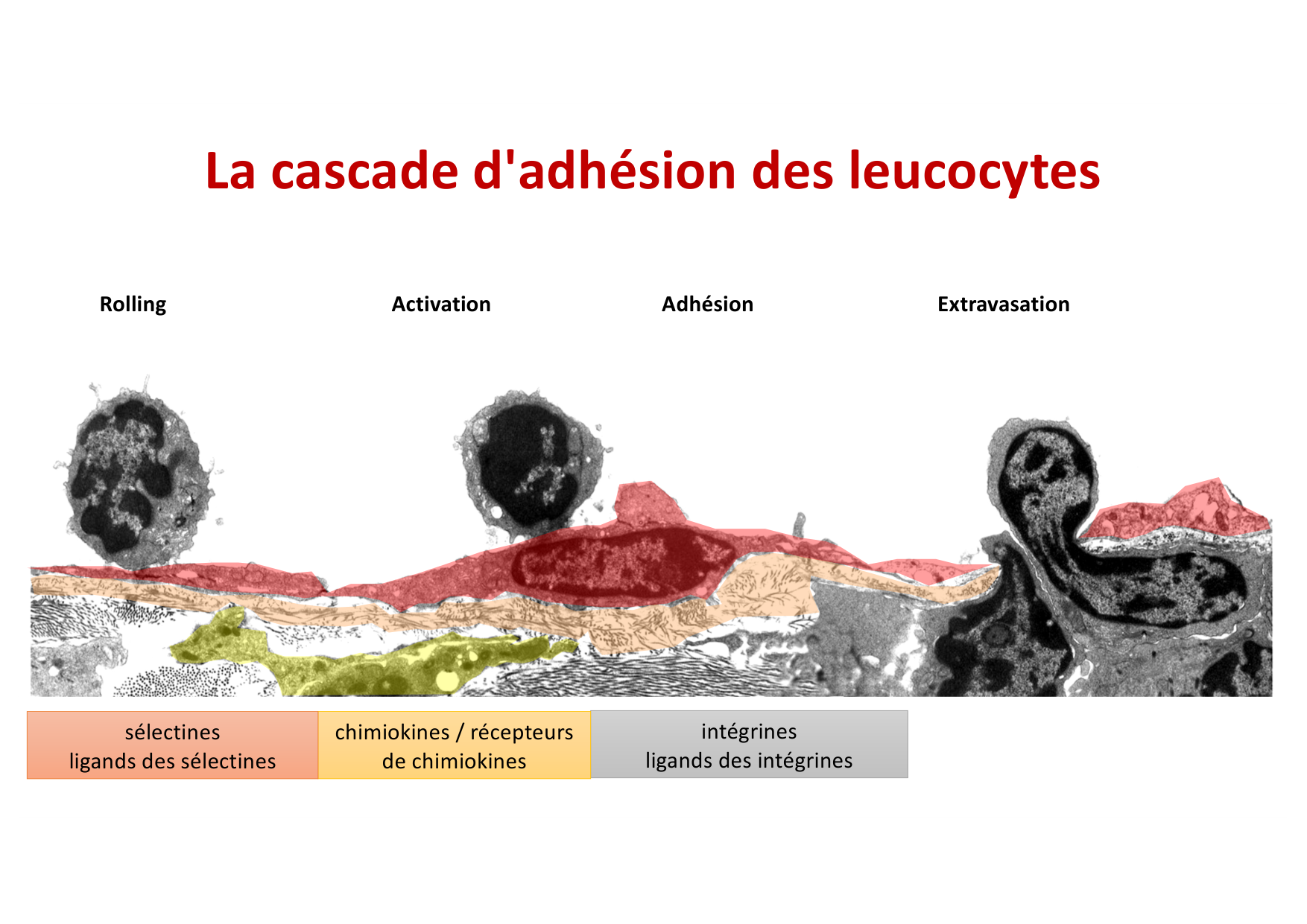 2026 Leukocyte extravasation Scheiermann page 28