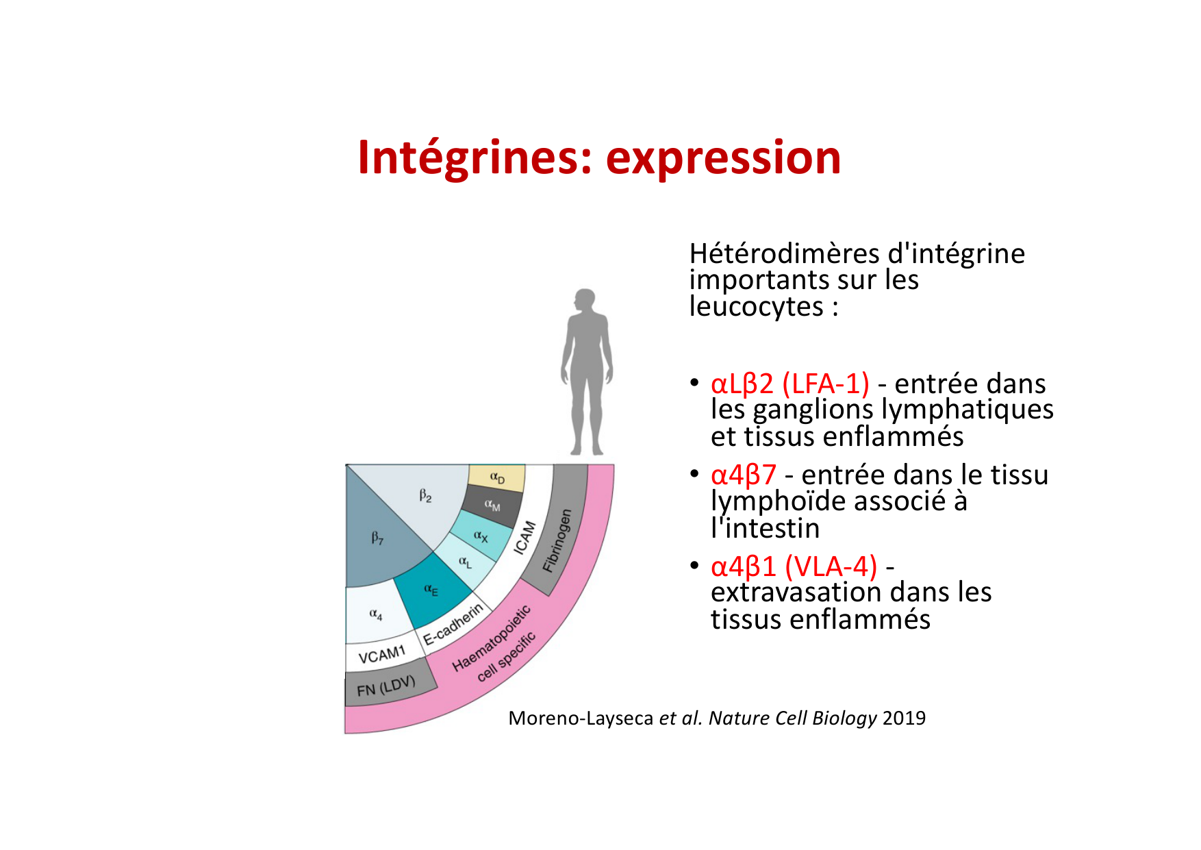 2026 Leukocyte extravasation Scheiermann page 29