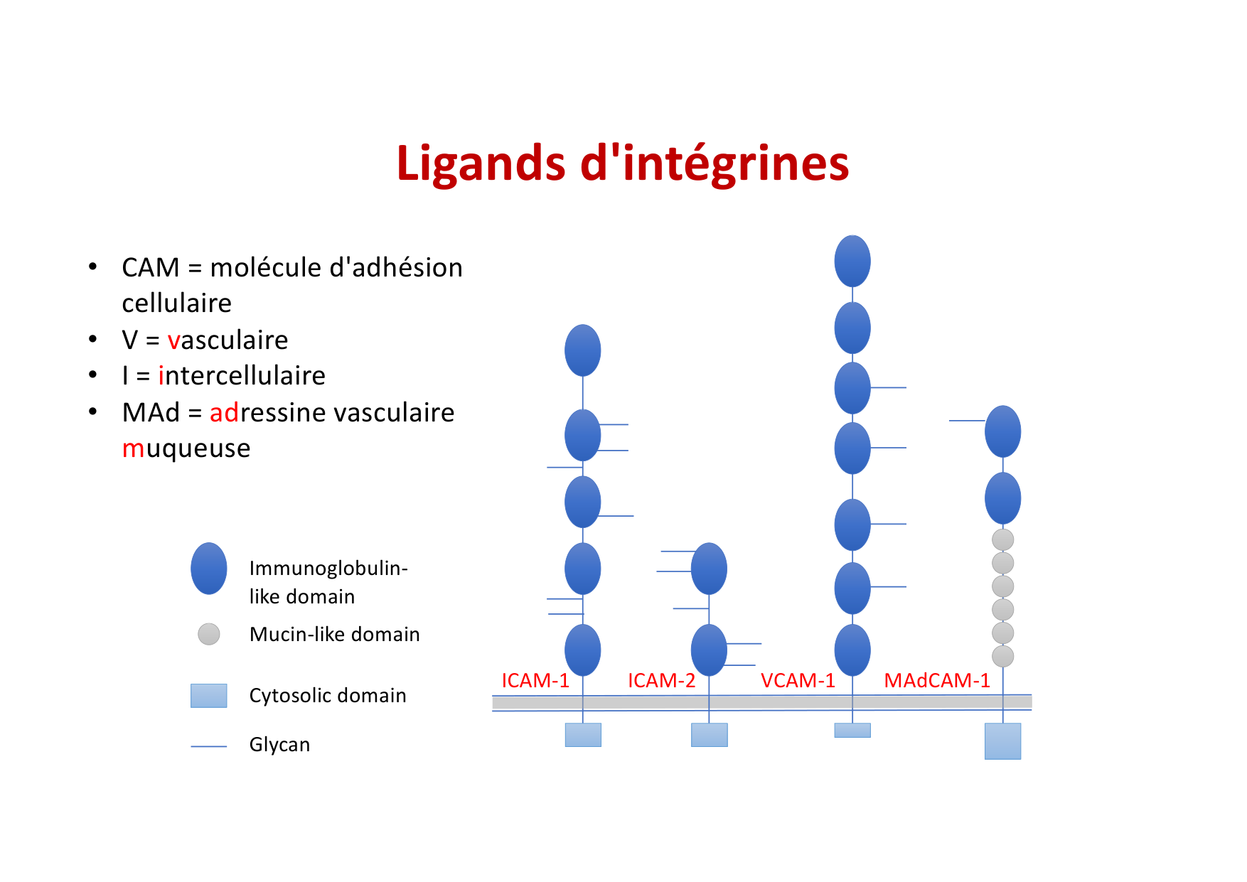 2026 Leukocyte extravasation Scheiermann page 30