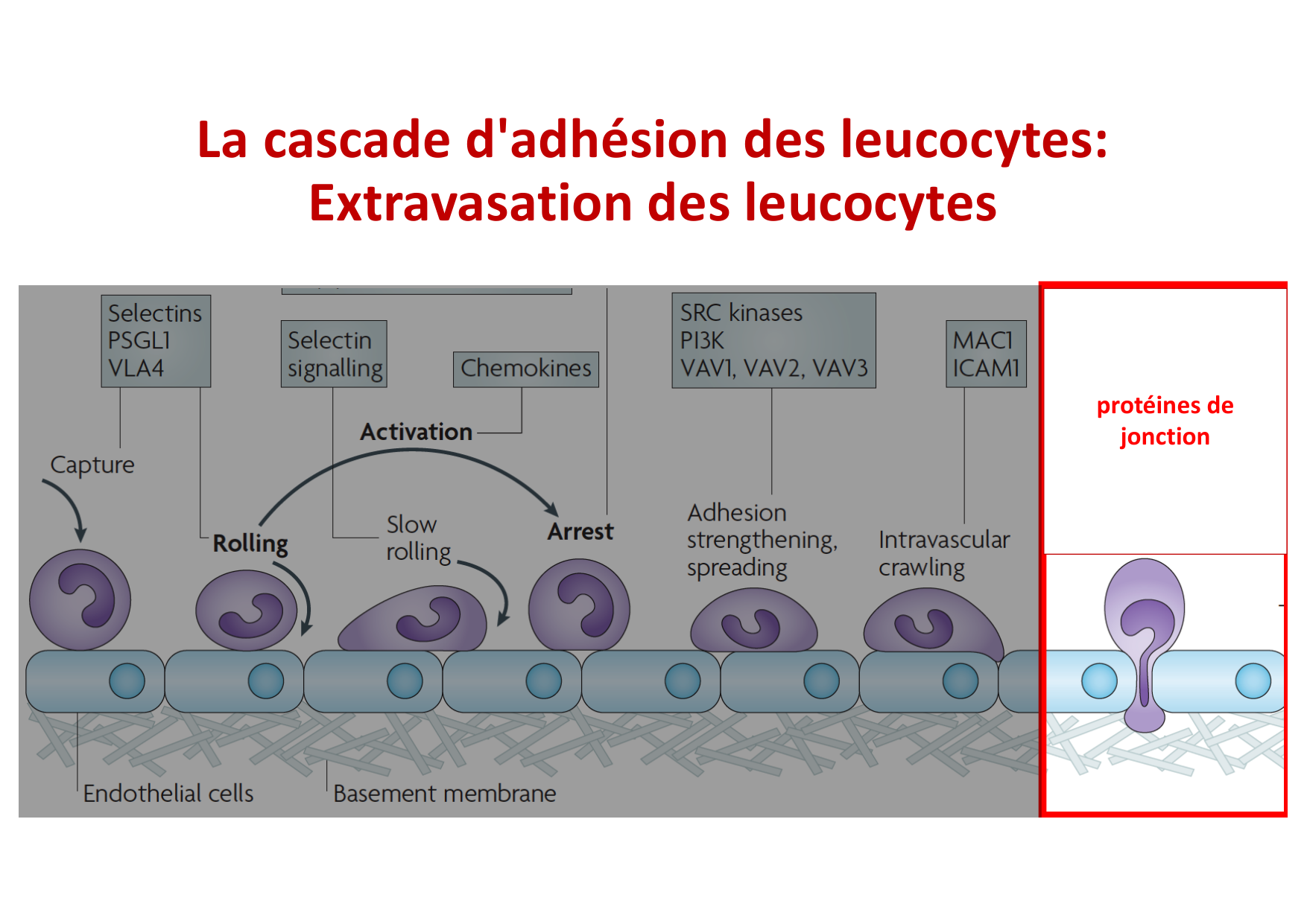 2026 Leukocyte extravasation Scheiermann page 35
