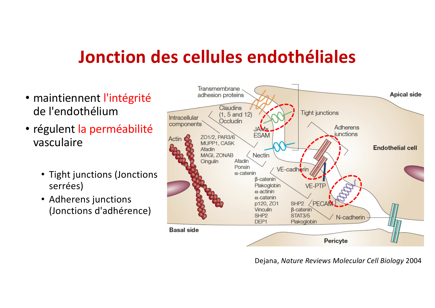 2026 Leukocyte extravasation Scheiermann page 37