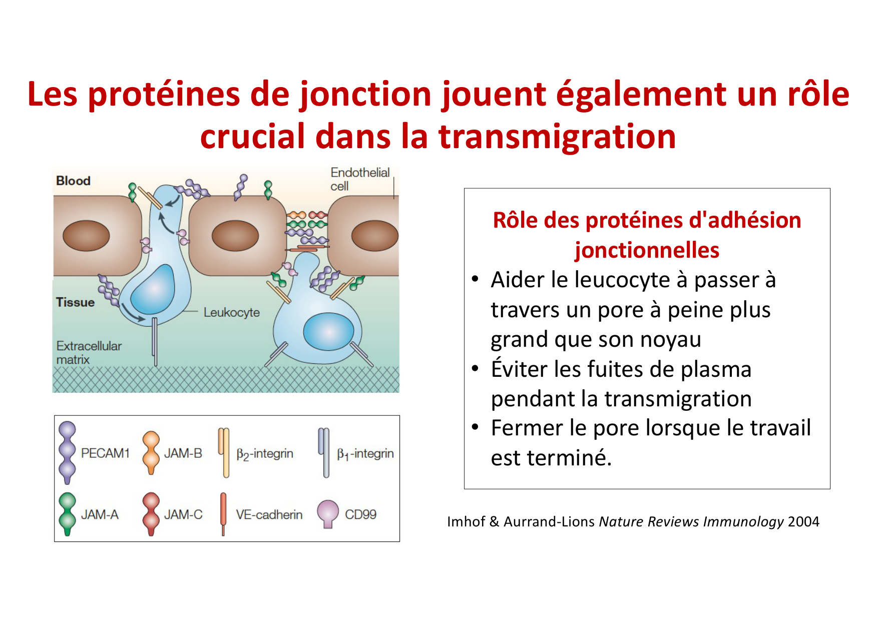 2026 Leukocyte extravasation Scheiermann page 38