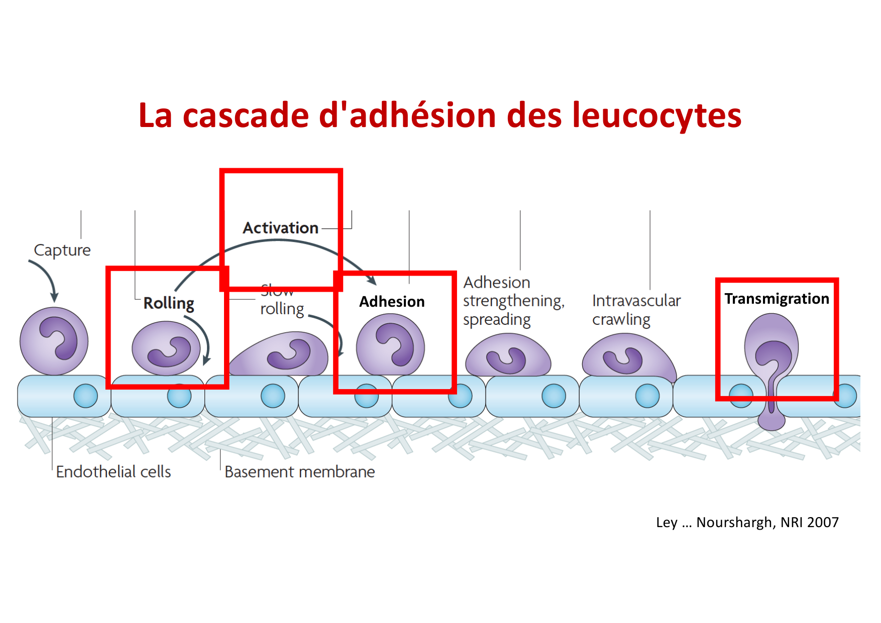 2026 Leukocyte extravasation Scheiermann page 40