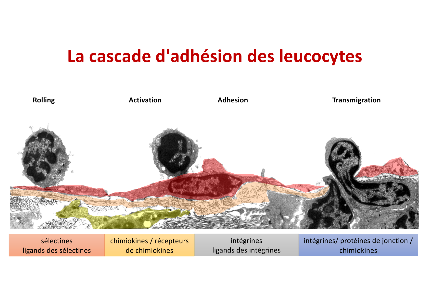 2026 Leukocyte extravasation Scheiermann page 41