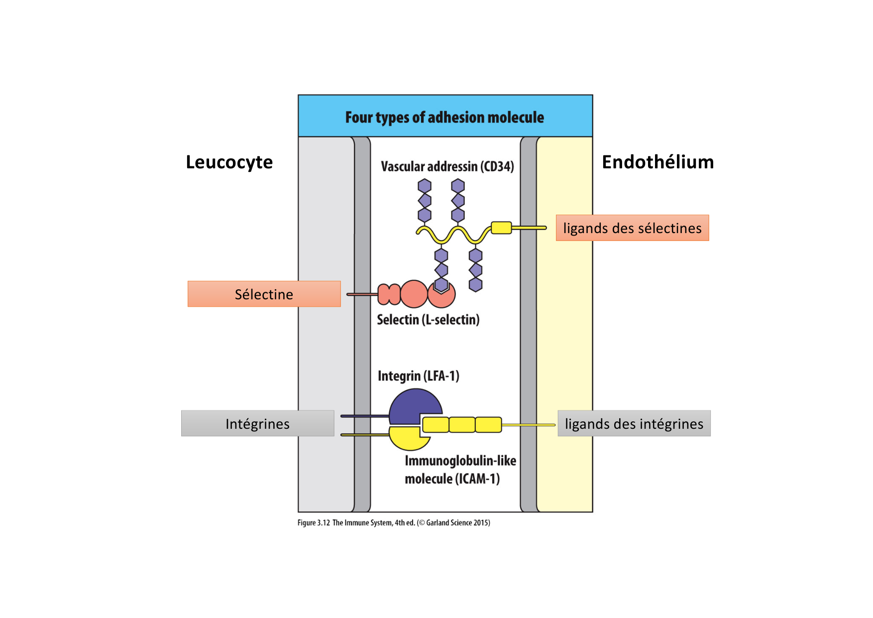 2026 Leukocyte extravasation Scheiermann page 43