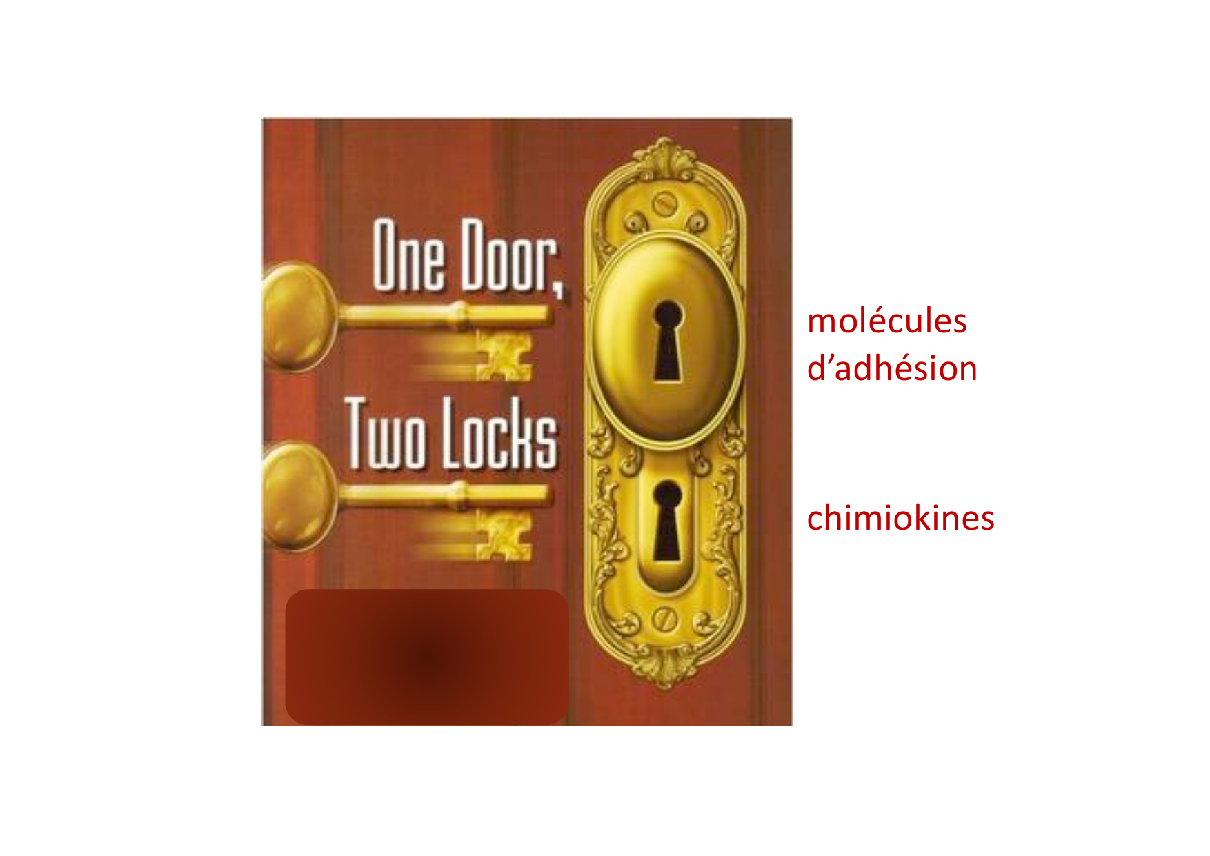 2026 Leukocyte extravasation Scheiermann page 45