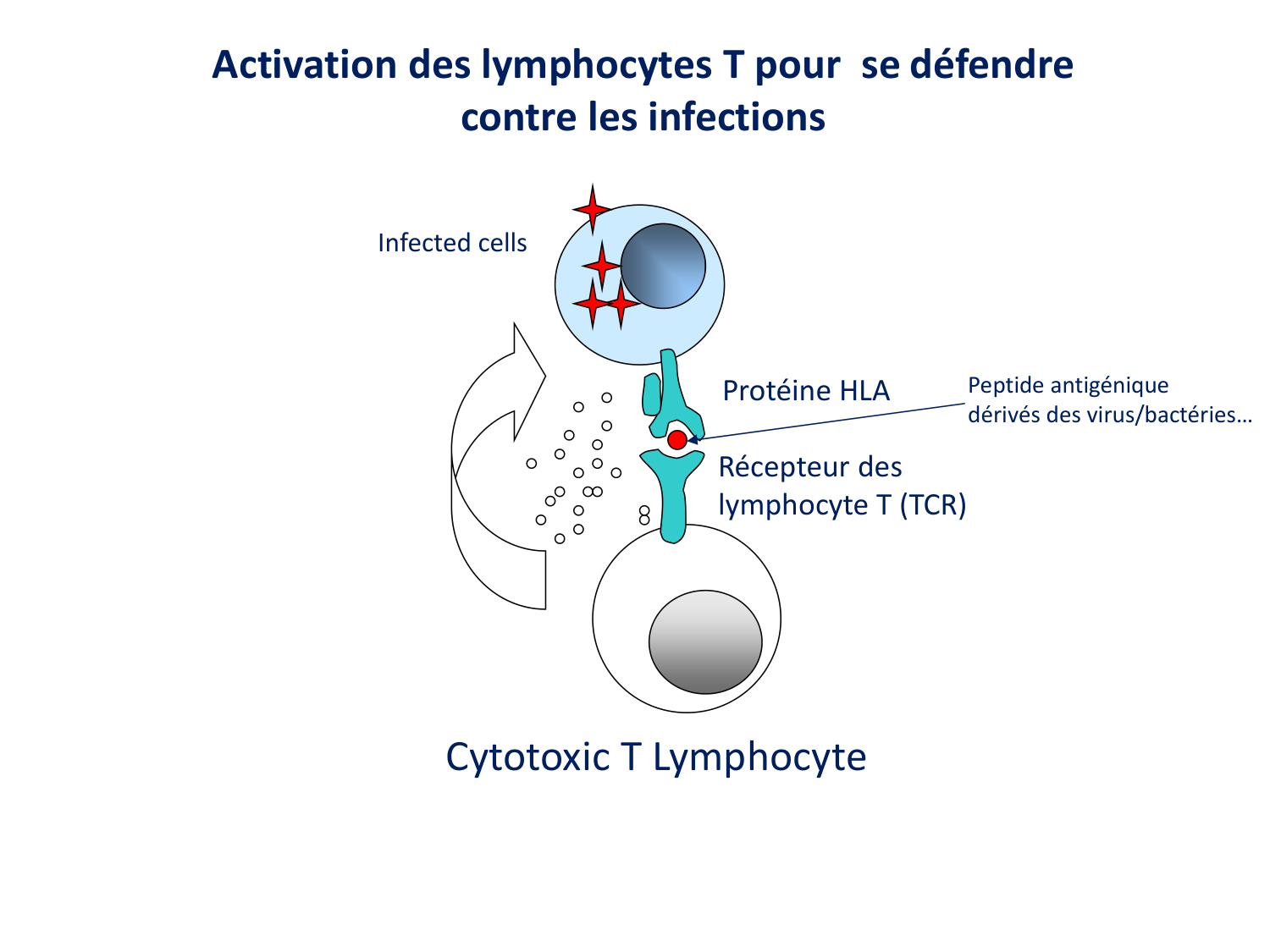 Cours HLA 2026 jv page 4