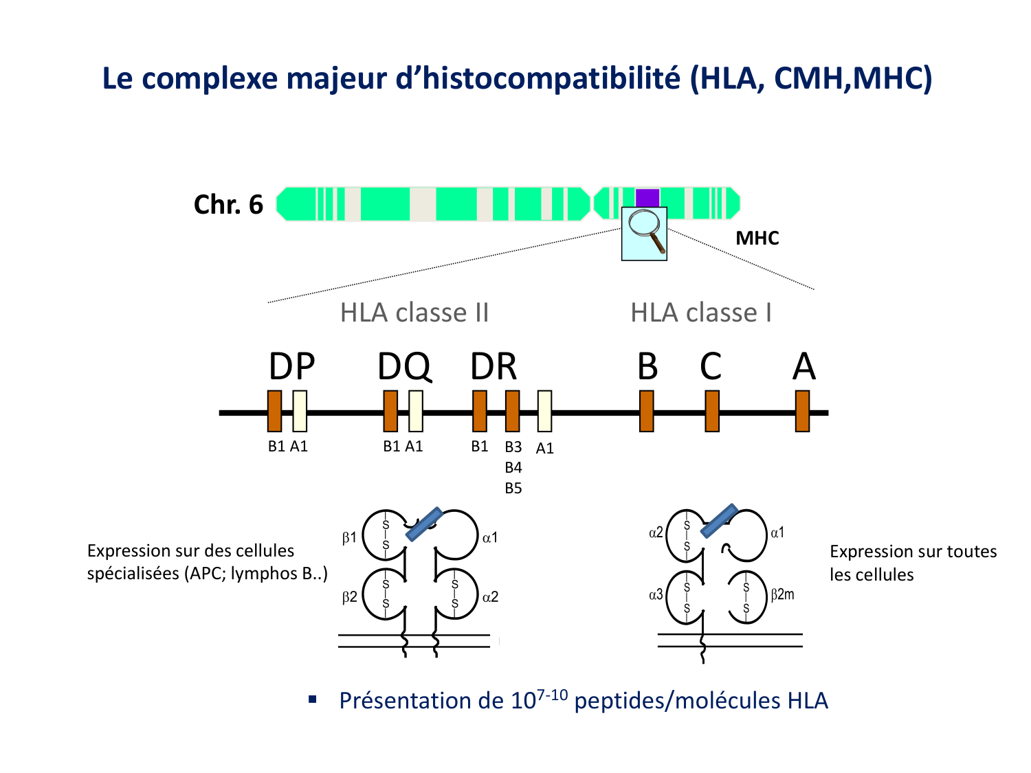 Cours HLA 2026 jv page 5