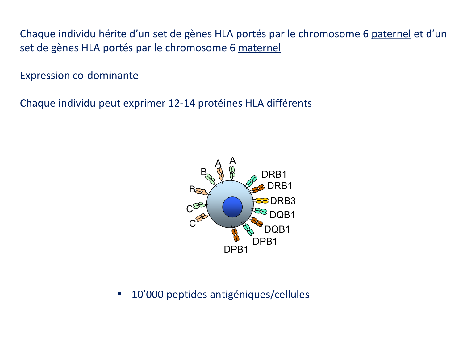 Cours HLA 2026 jv page 6