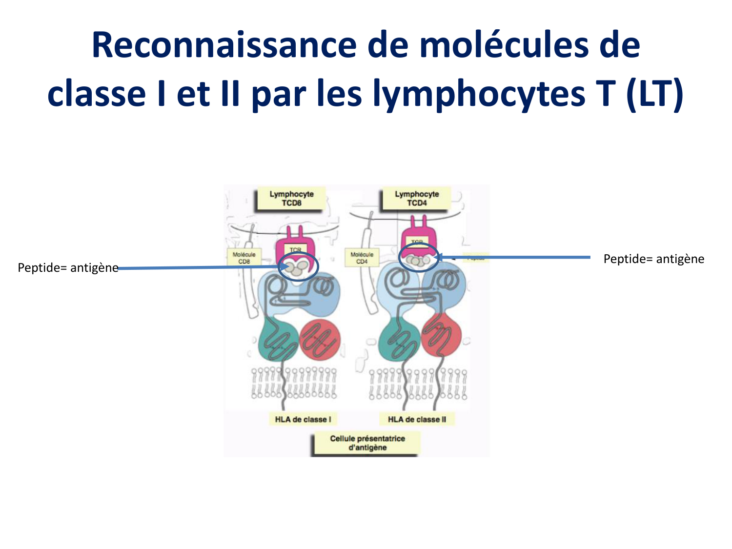 Cours HLA 2026 jv page 7