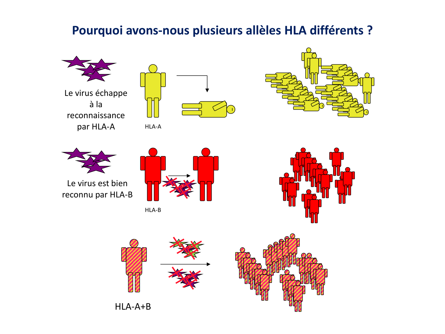 Cours HLA 2026 jv page 8
