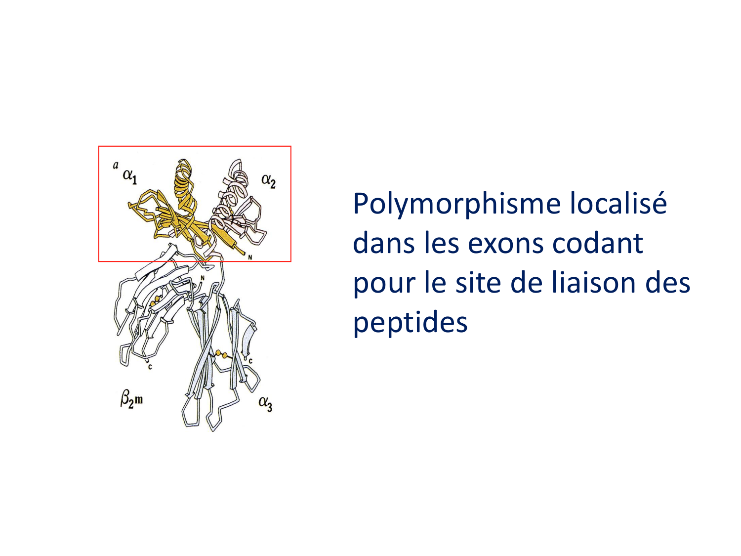 Cours HLA 2026 jv page 14