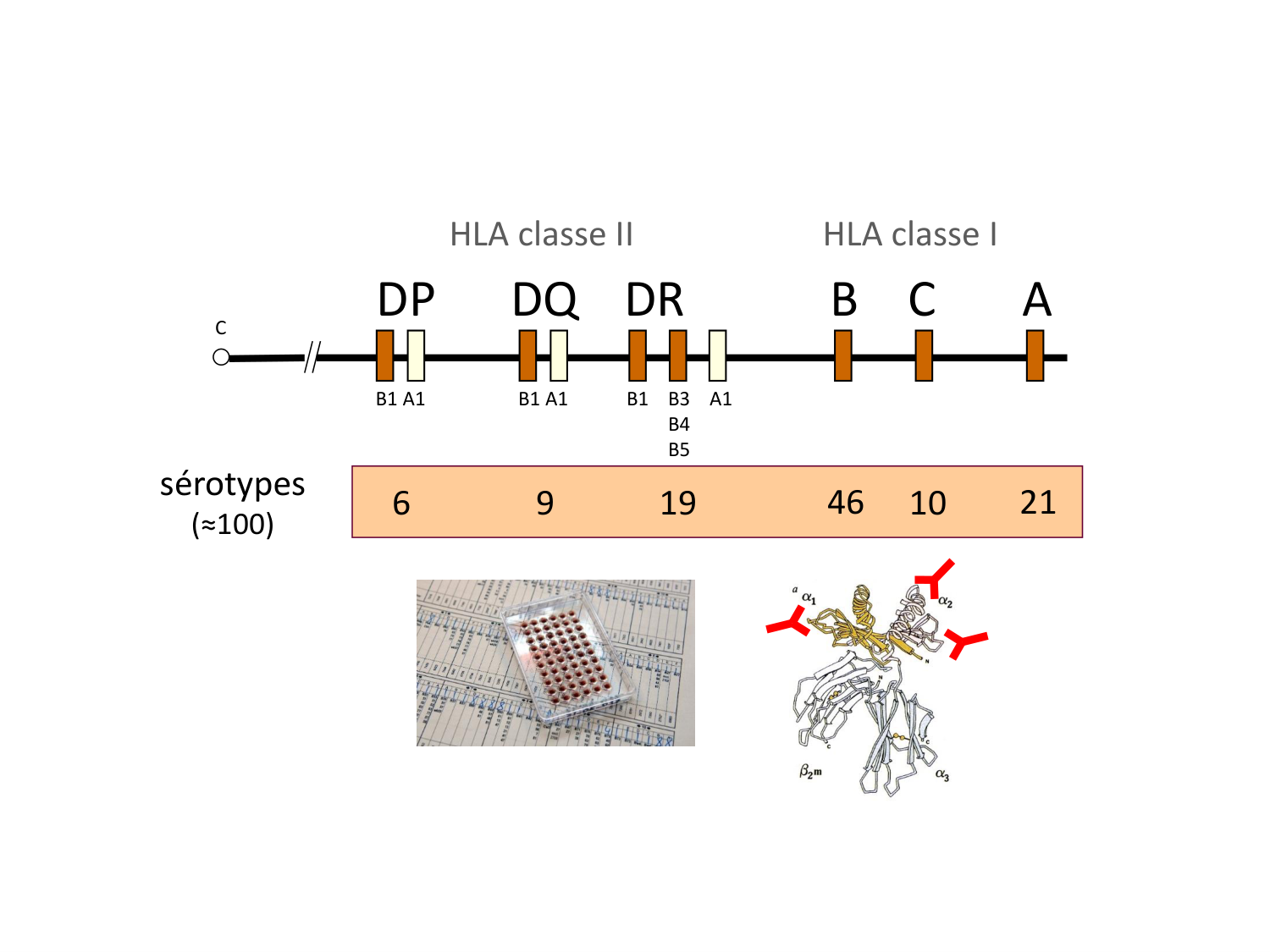 Cours HLA 2026 jv page 15