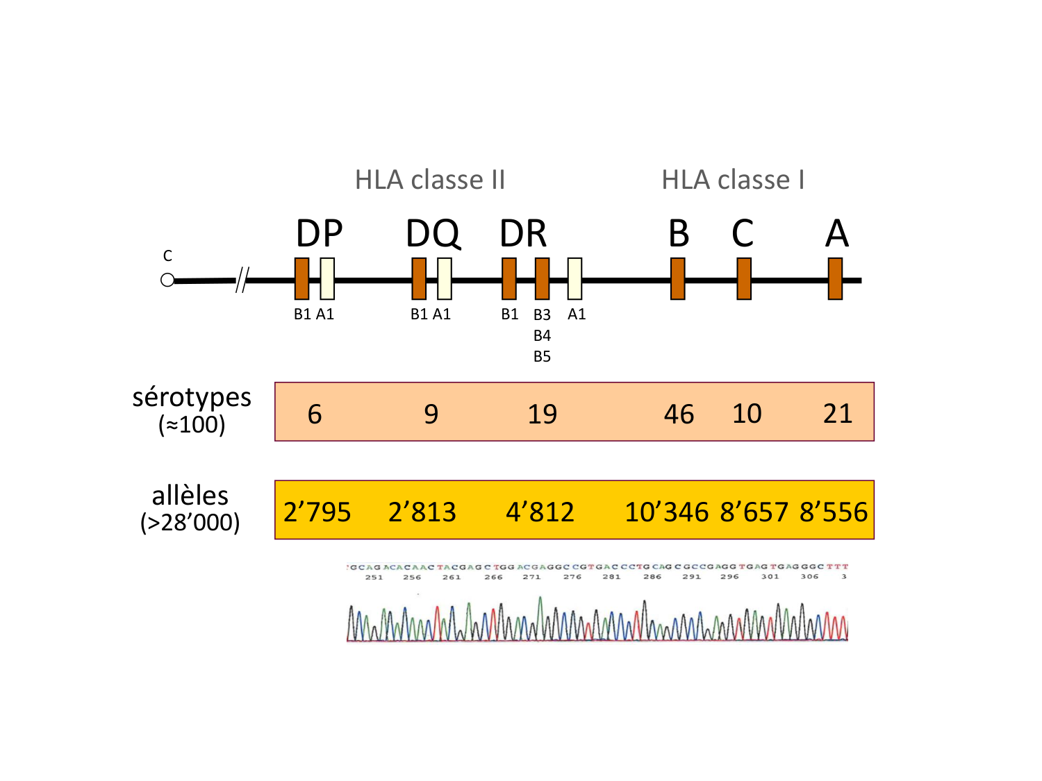 Cours HLA 2026 jv page 16