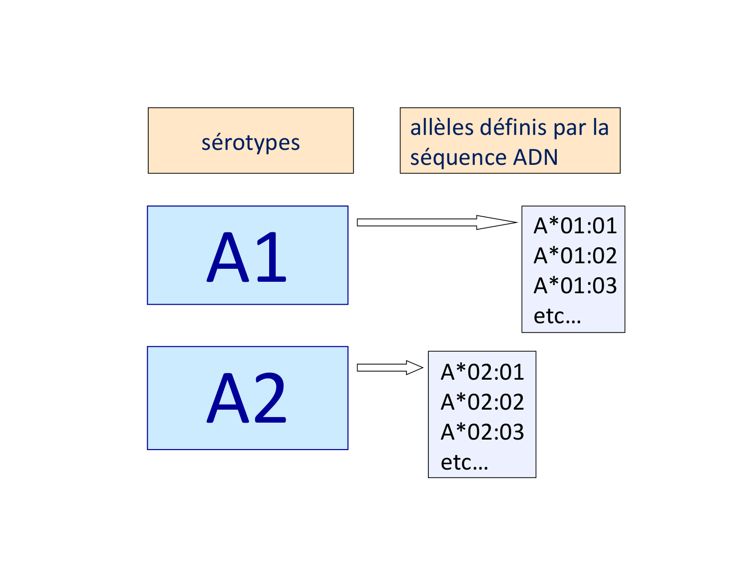 Cours HLA 2026 jv page 17