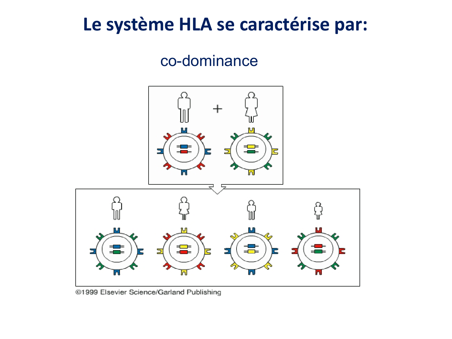 Cours HLA 2026 jv page 19
