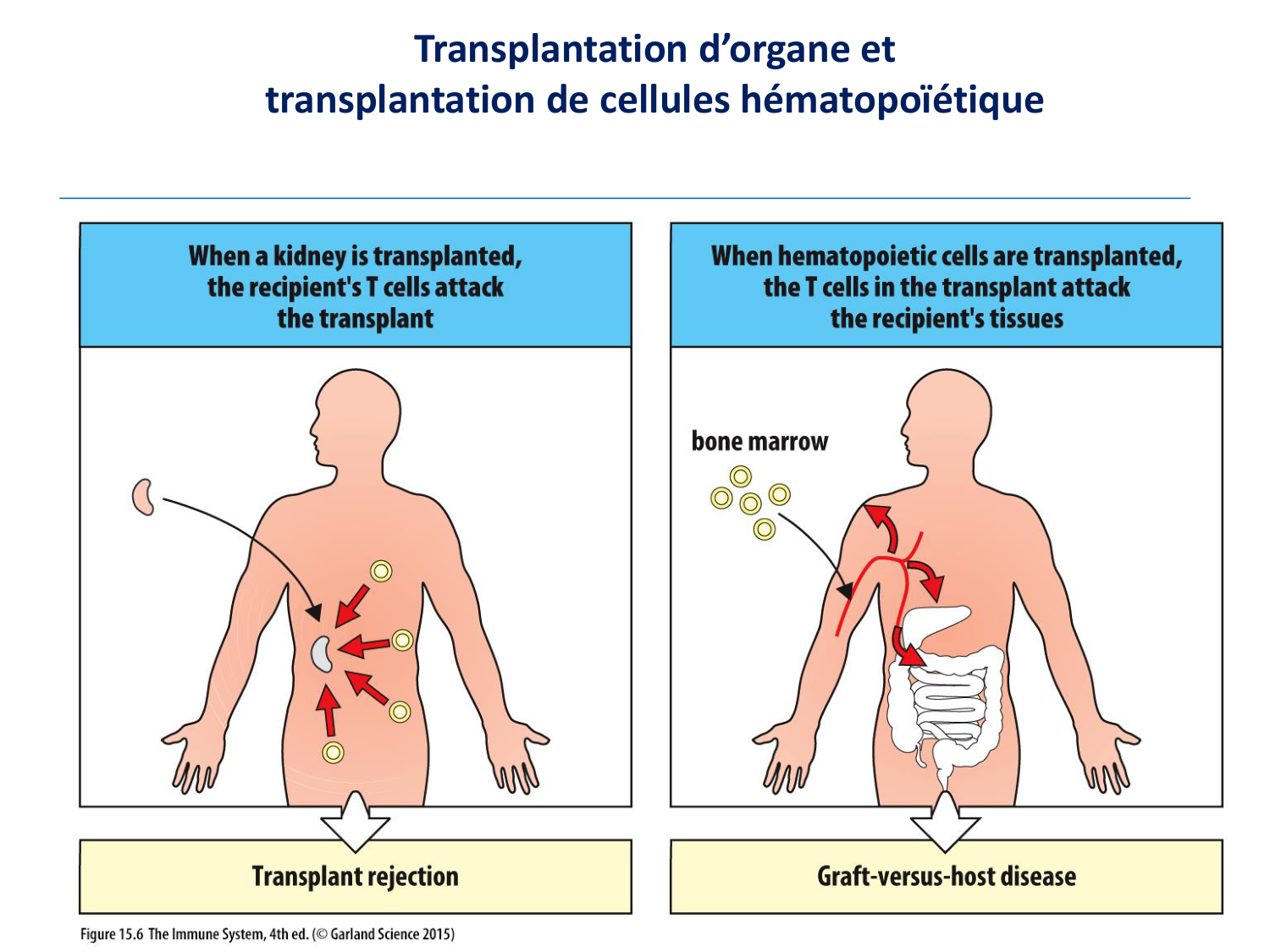 Cours HLA 2026 jv page 20