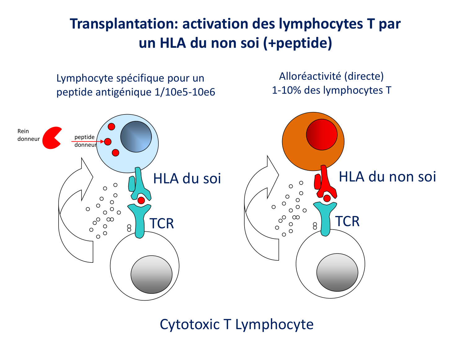 Cours HLA 2026 jv page 21