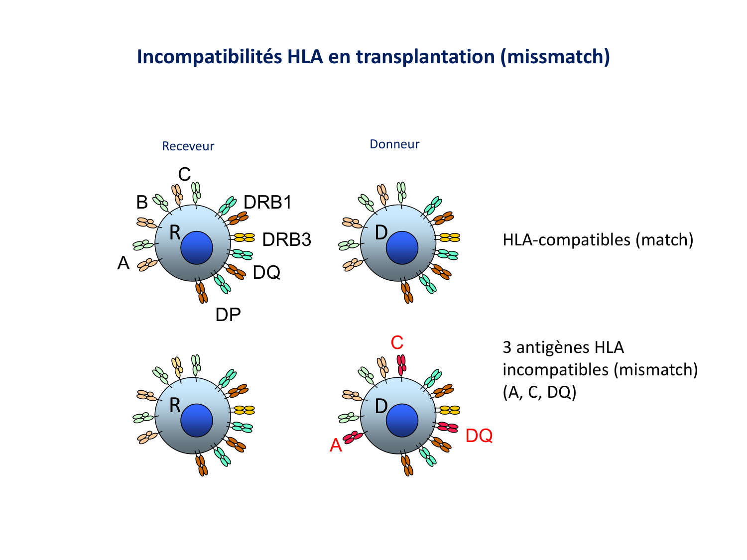 Cours HLA 2026 jv page 22