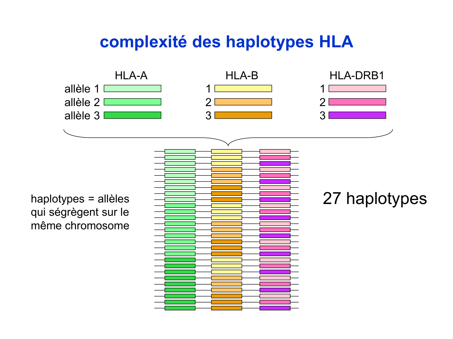 Cours HLA 2026 jv page 27