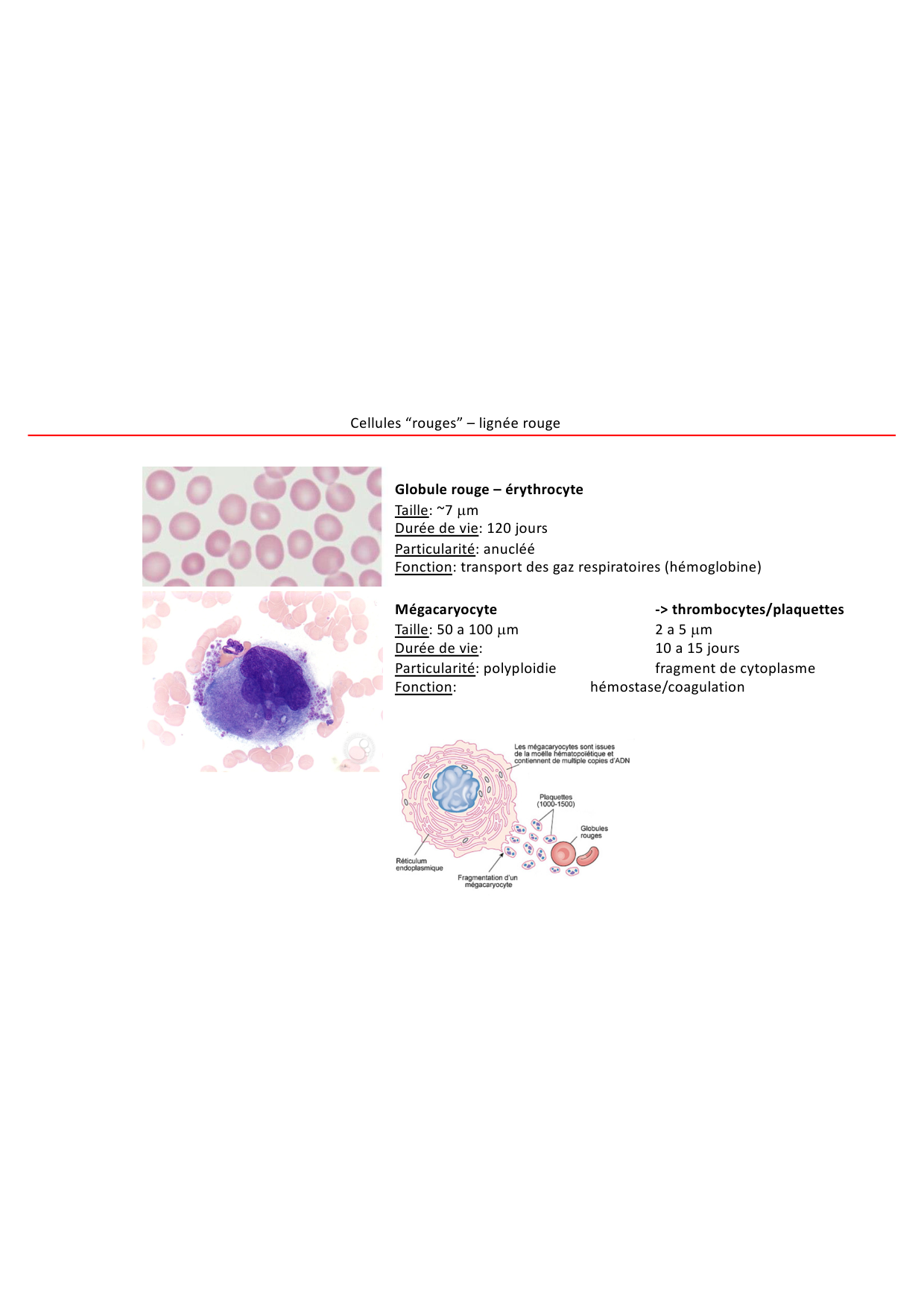 Cours1-DevSystImmun2026 page 8