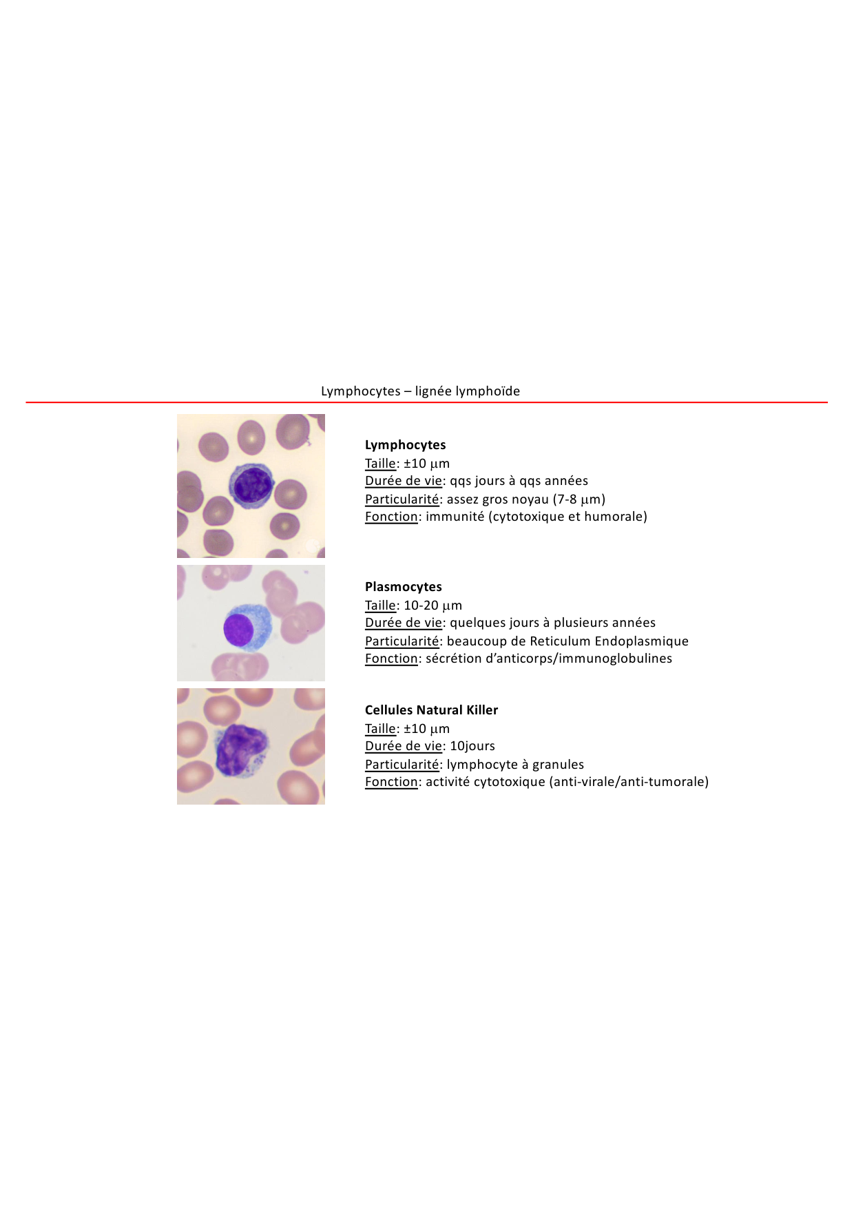 Cours1-DevSystImmun2026 page 9