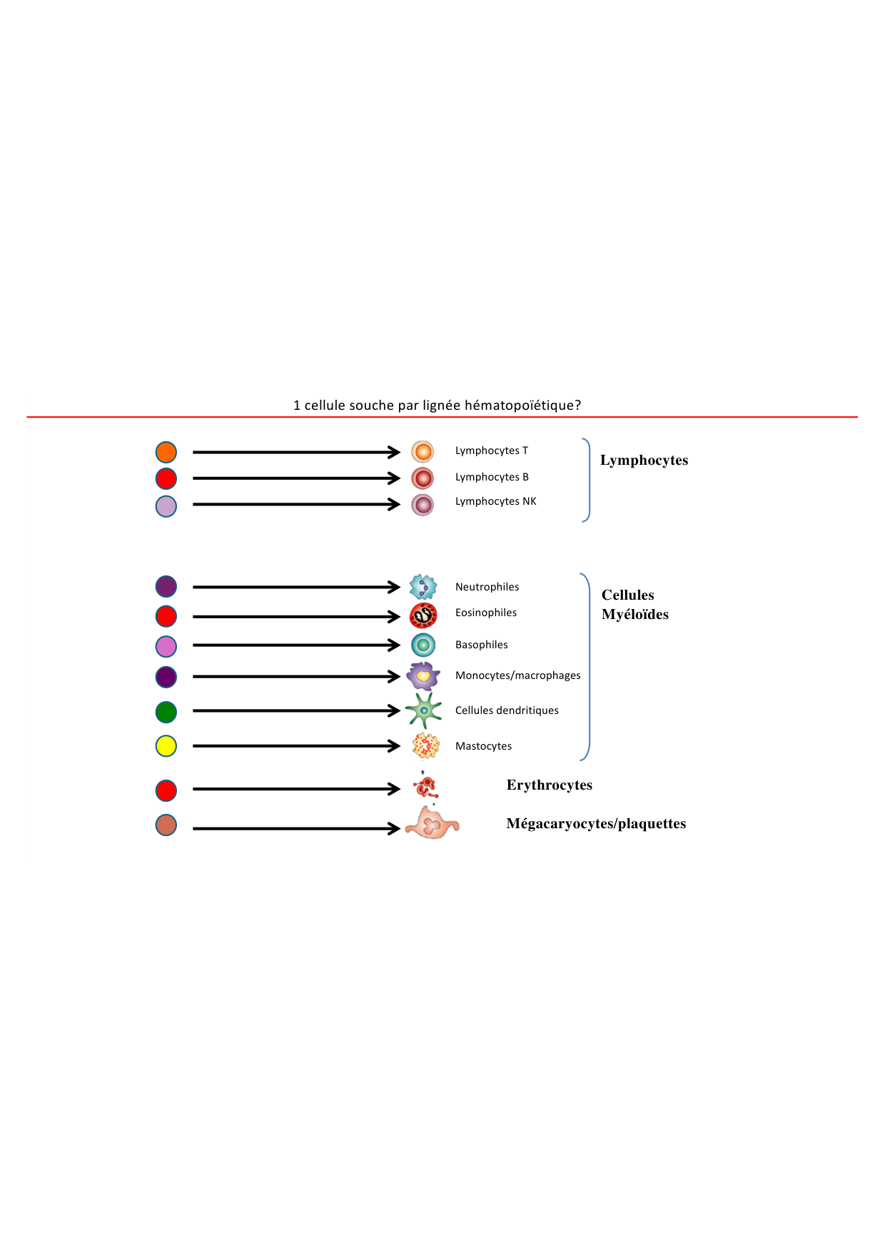 Cours1-DevSystImmun2026 page 14