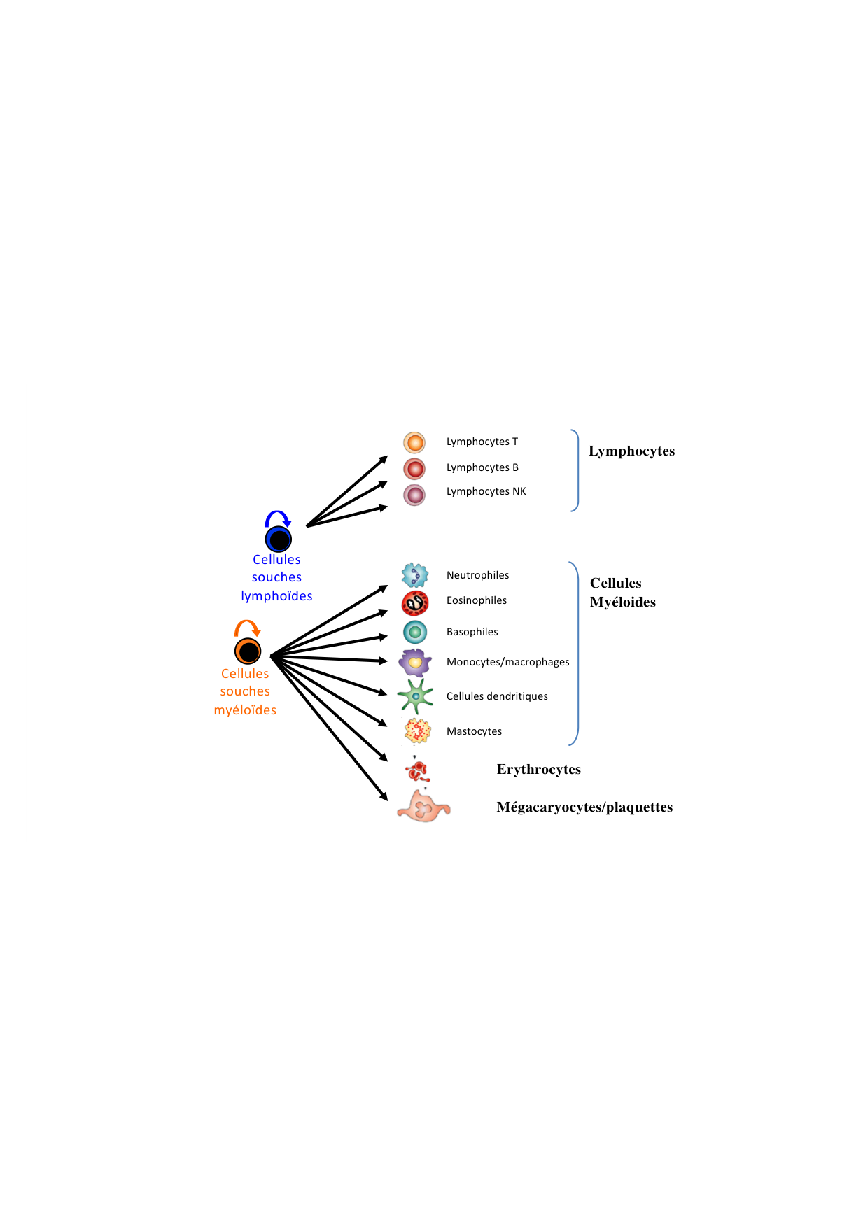 Cours1-DevSystImmun2026 page 15