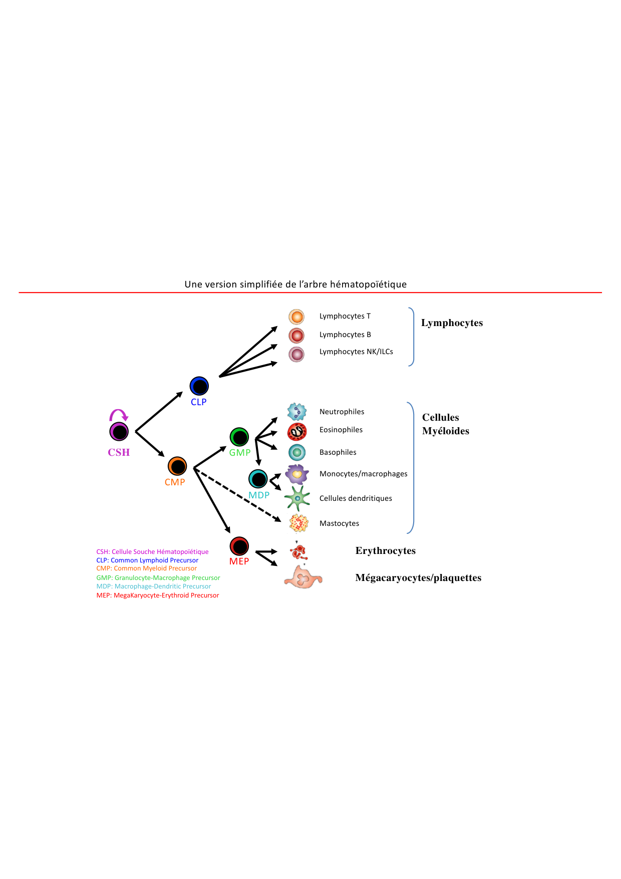 Cours1-DevSystImmun2026 page 16