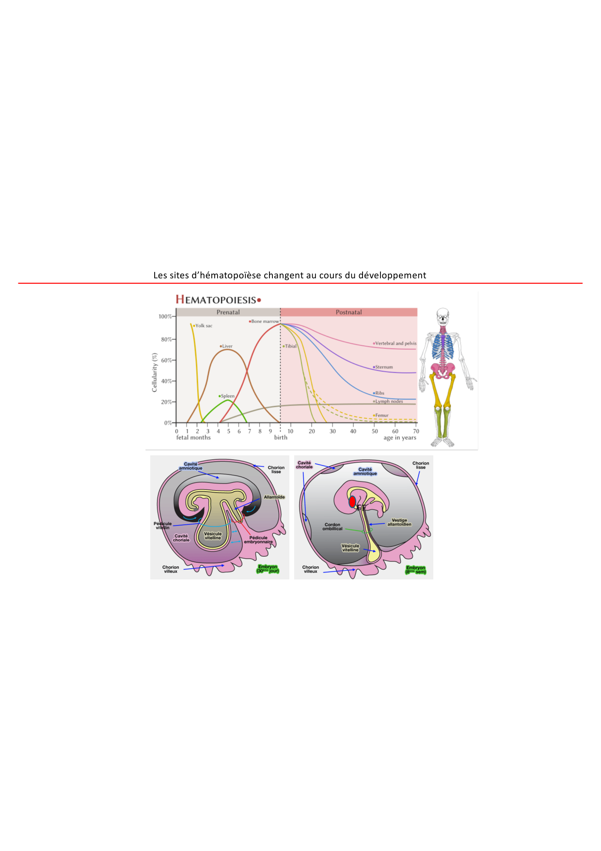 Cours1-DevSystImmun2026 page 21