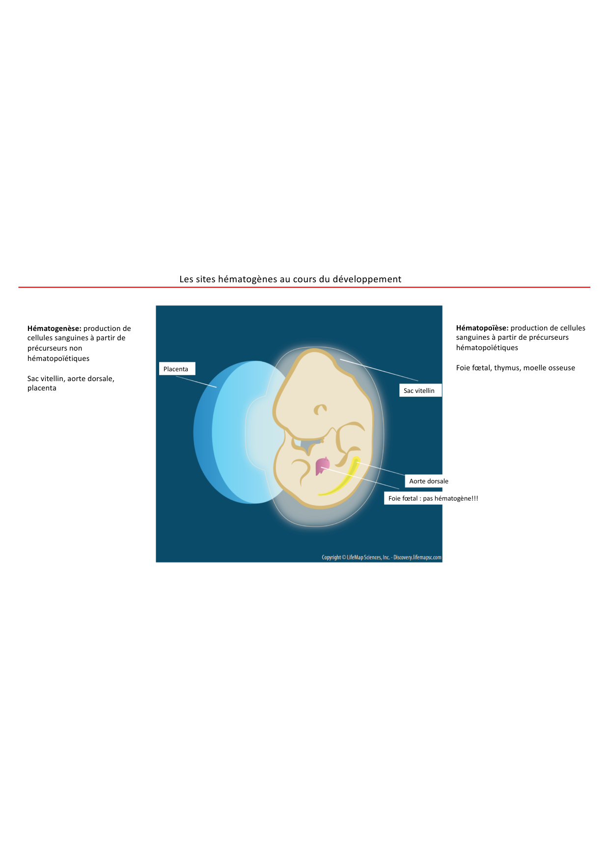 Cours1-DevSystImmun2026 page 24