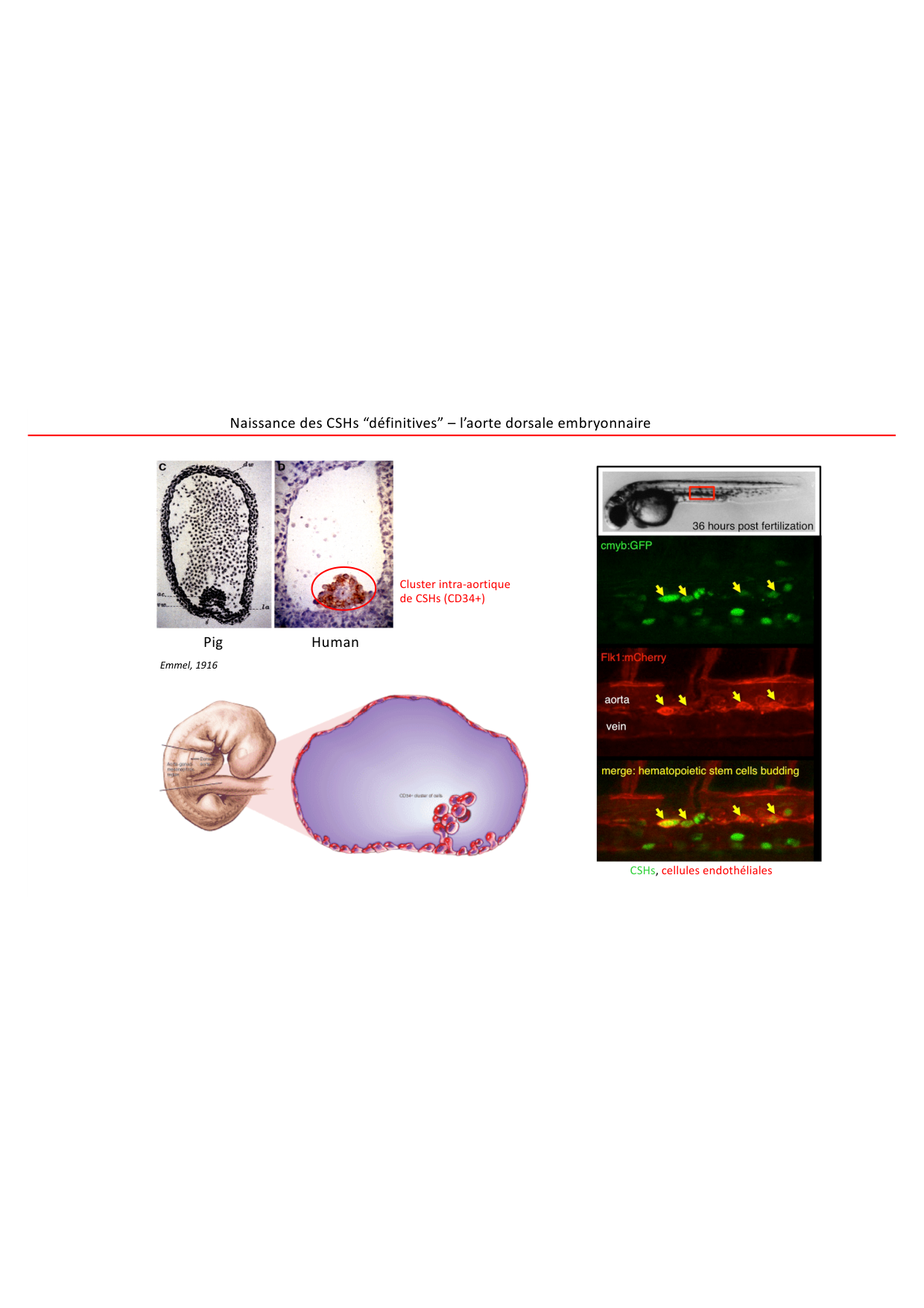 Cours1-DevSystImmun2026 page 25
