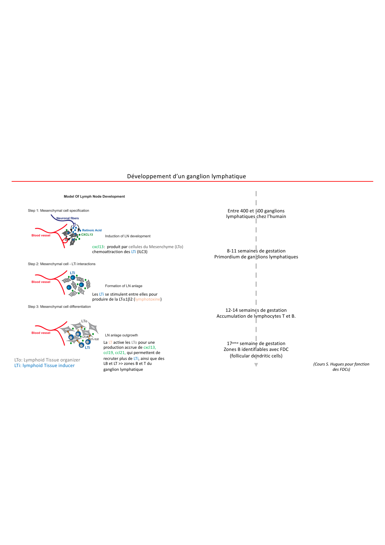 Cours1-DevSystImmun2026 page 29