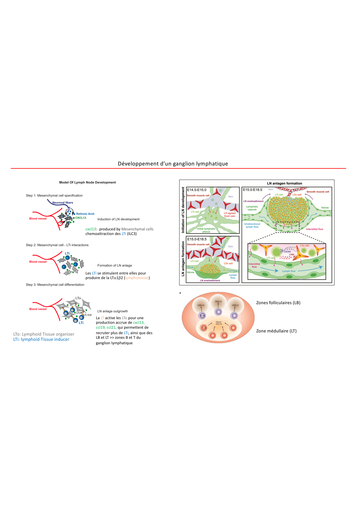 Cours1-DevSystImmun2026 page 30
